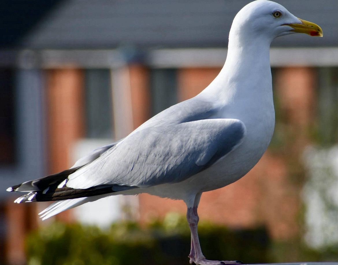 A side profile of a herring gull with houses in the background.