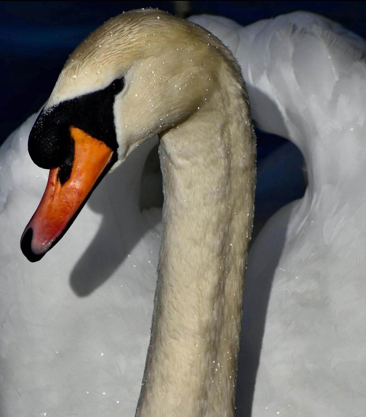 A close up of a mute swan. It’s got its eye on me!