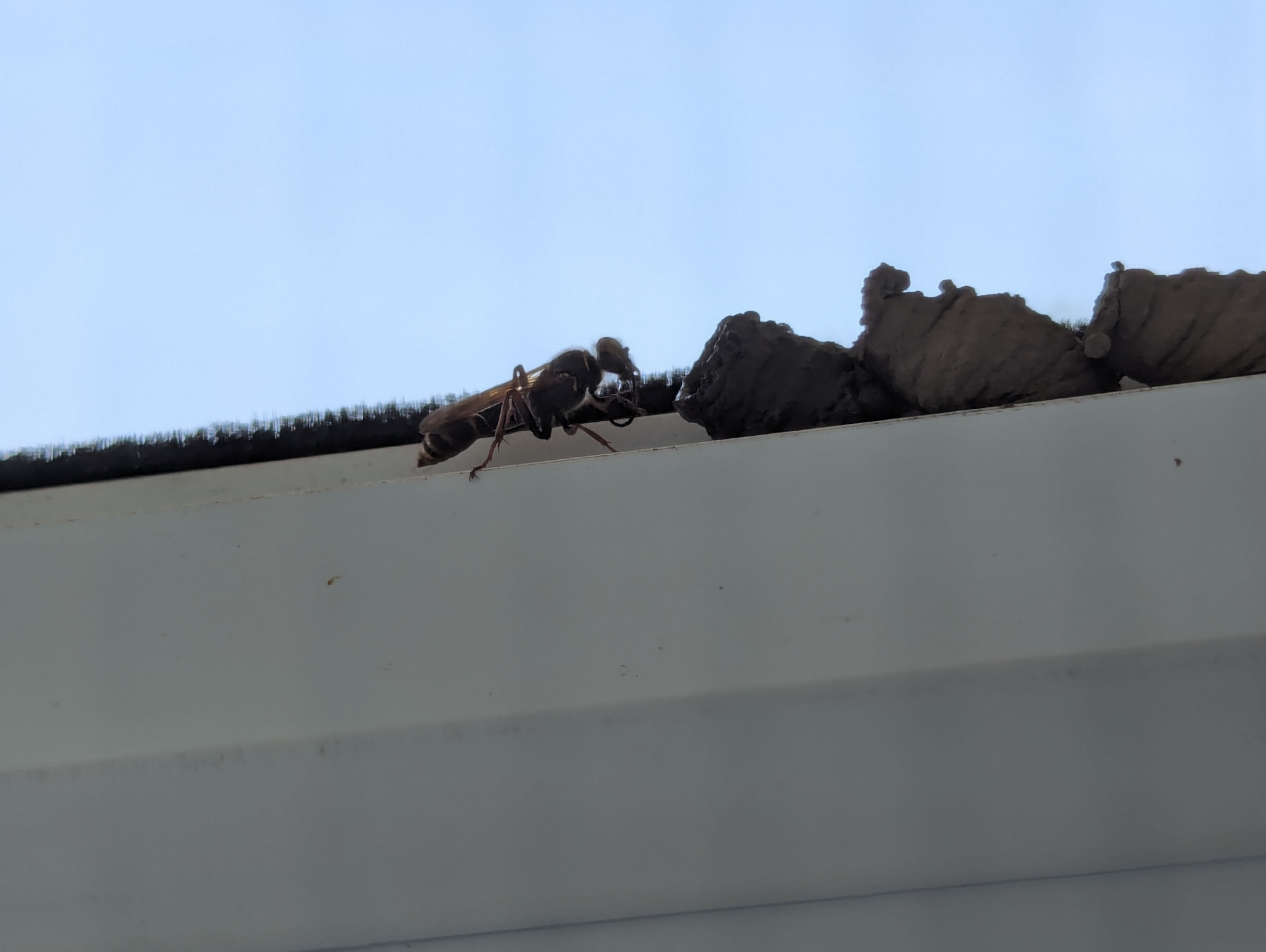 A mud dauber wasp standing on a window frame next to a few mud nests it has made.