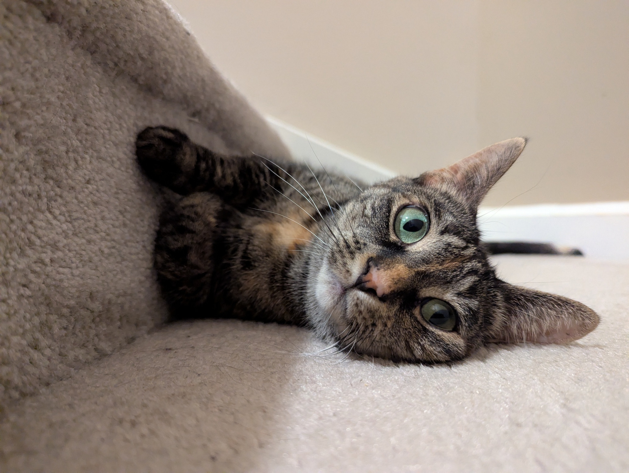 A torbi cat on her side, her feet touching a stair. She's looking a little to the right of the camera.