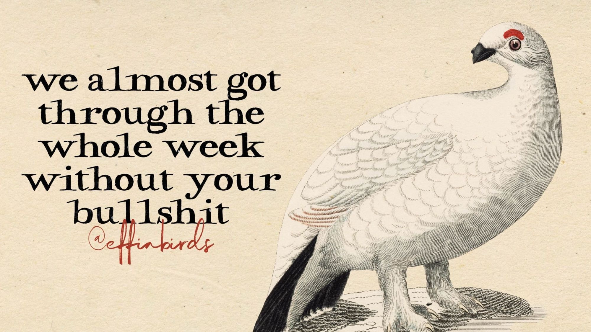 A painting of a bird beside the text "we almost got through the whole week without your bullshit"