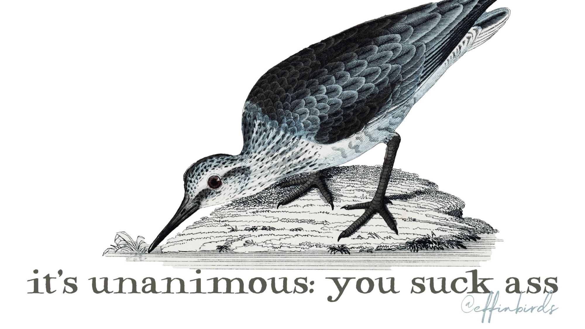 A painting of a bird above the text "it's unanimous: you suck ass."