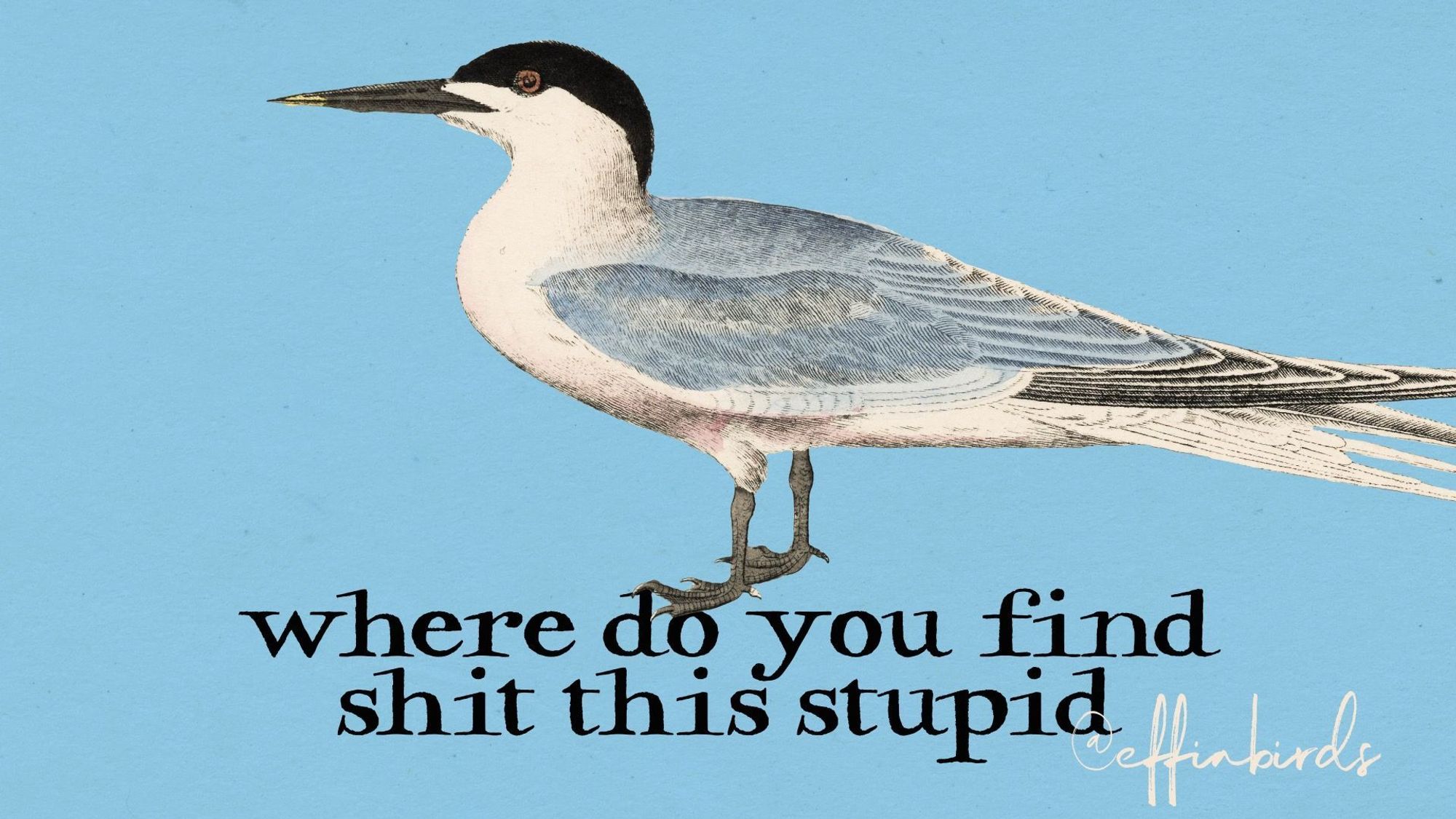 A painting of a bird beside the text "where do you find shit this stupid"