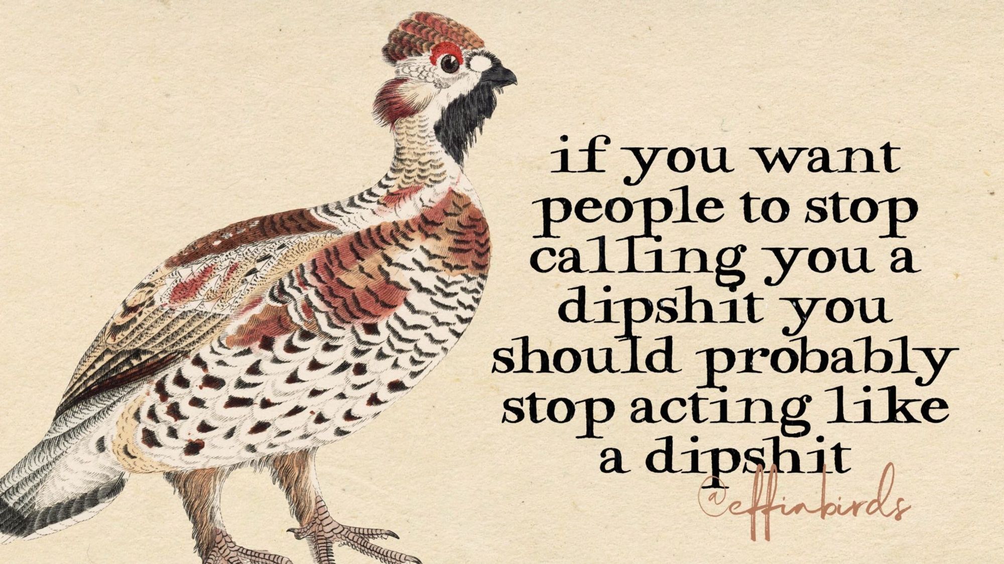 A painting of a bird beside the text "if you want people to stop calling you a dipshit you should probably stop acting like a dipshit"