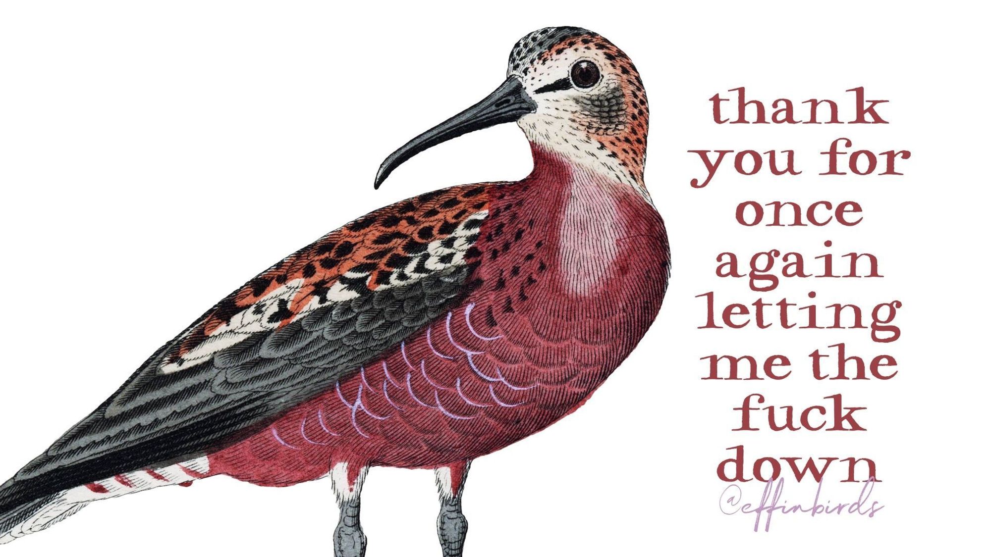 A painting of a bird beside the text "thank you for once again letting me the fuck down"