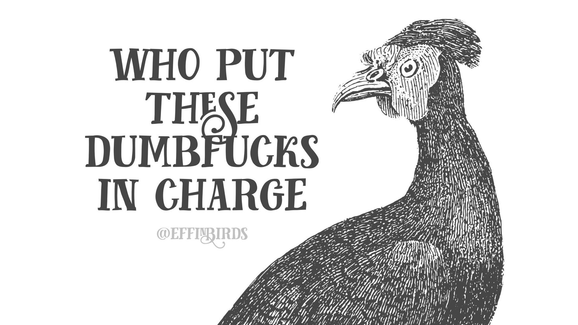 A woodcut of a bird beside the text "who put these dumbfucks in charge"