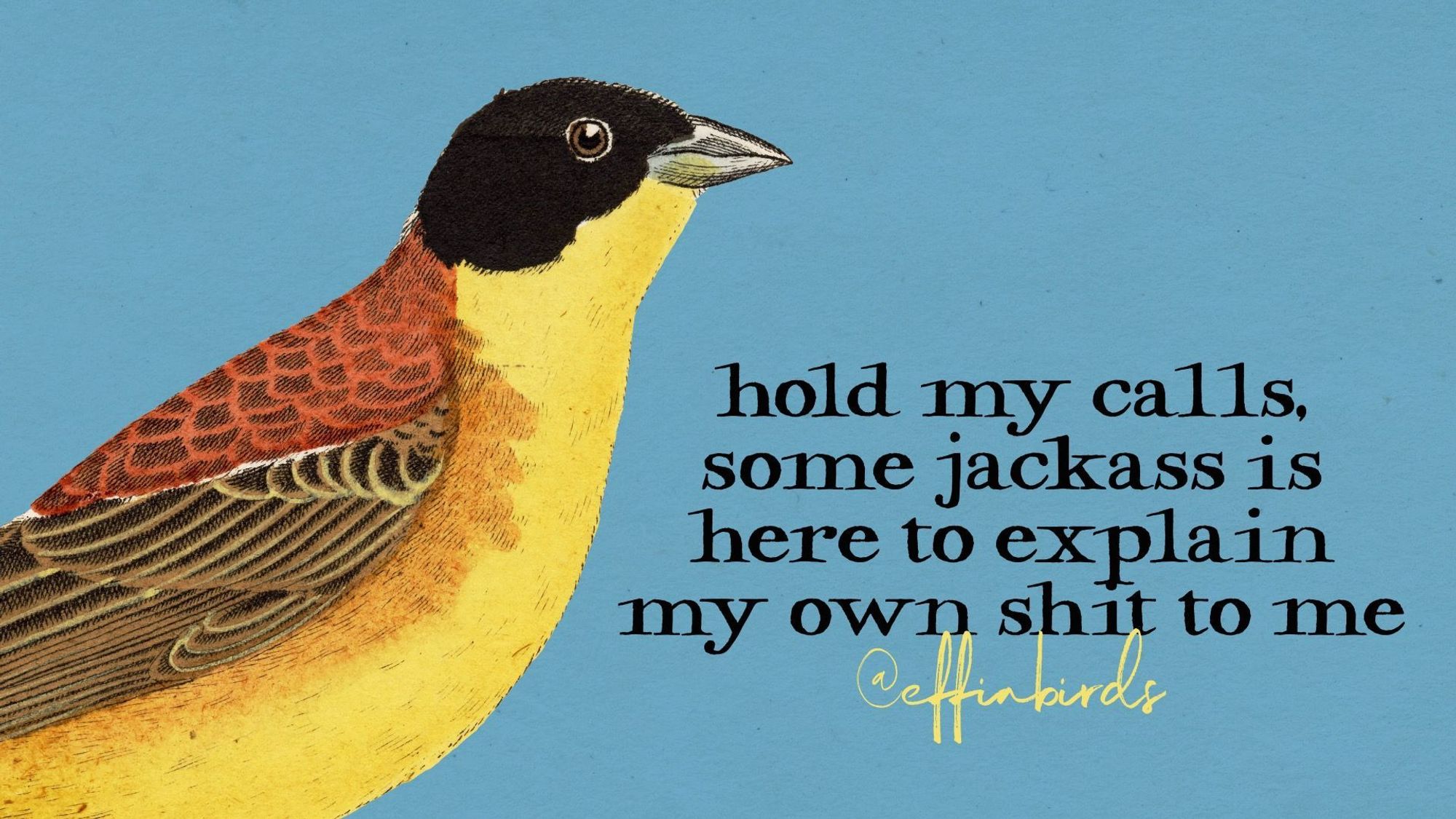 A painting of a bird beside the text "hold my calls, some jackass is here to explain my own shit to me"