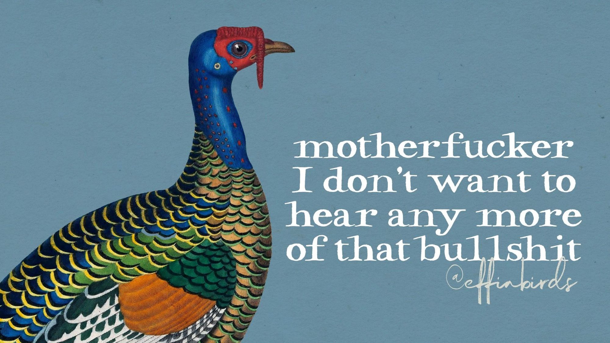 A painting of a bird beside the text "motherfucker I don't want to hear any more of that bullshit"