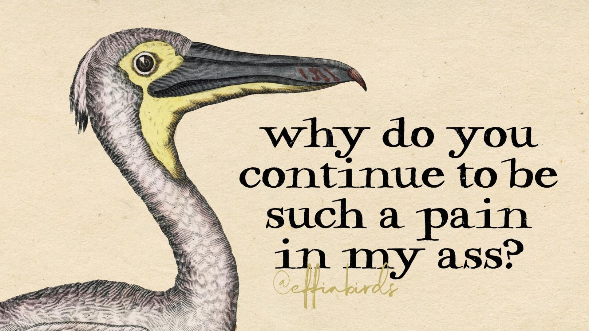 A painting of a bird beside the text "why do you continue to be such a pain in my ass?"