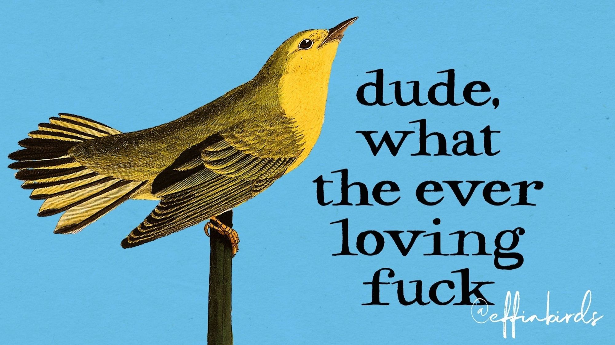 A painting of a bird beside the text "dude, what the ever loving fuck"