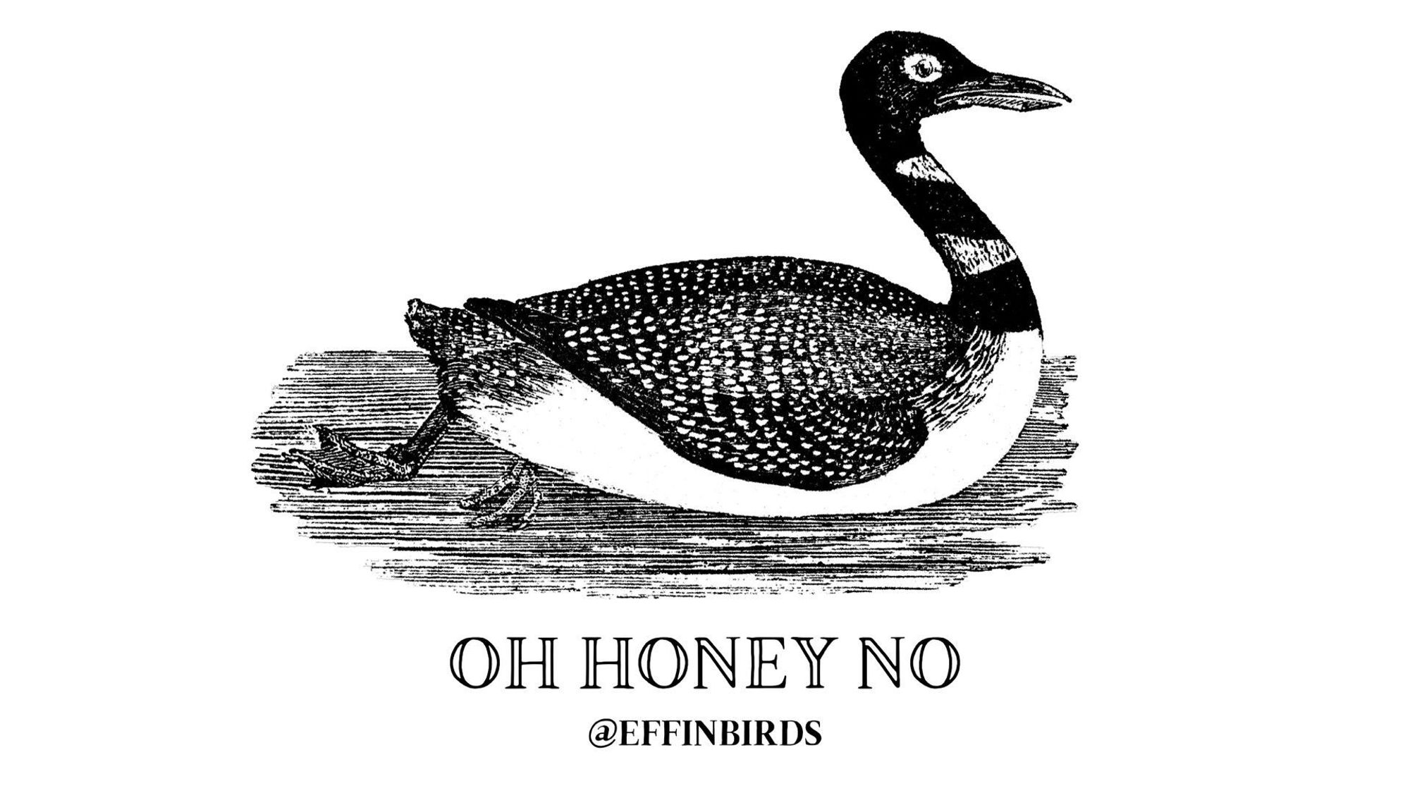 A woodcut of a bird beside the text "oh honey no"