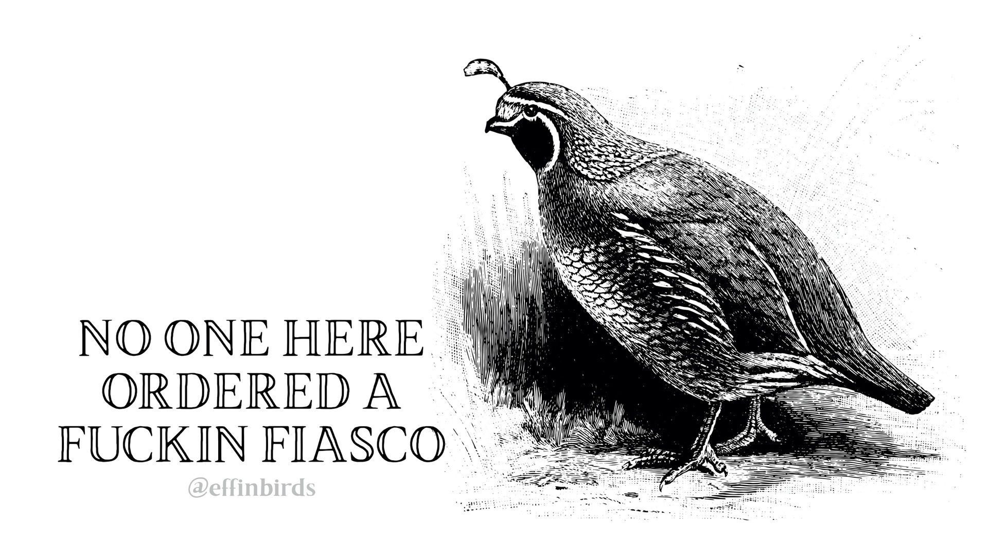 A woodcut of a bird beside the text "NO ONE HERE ORDERED A FUCKIN FIASCO"