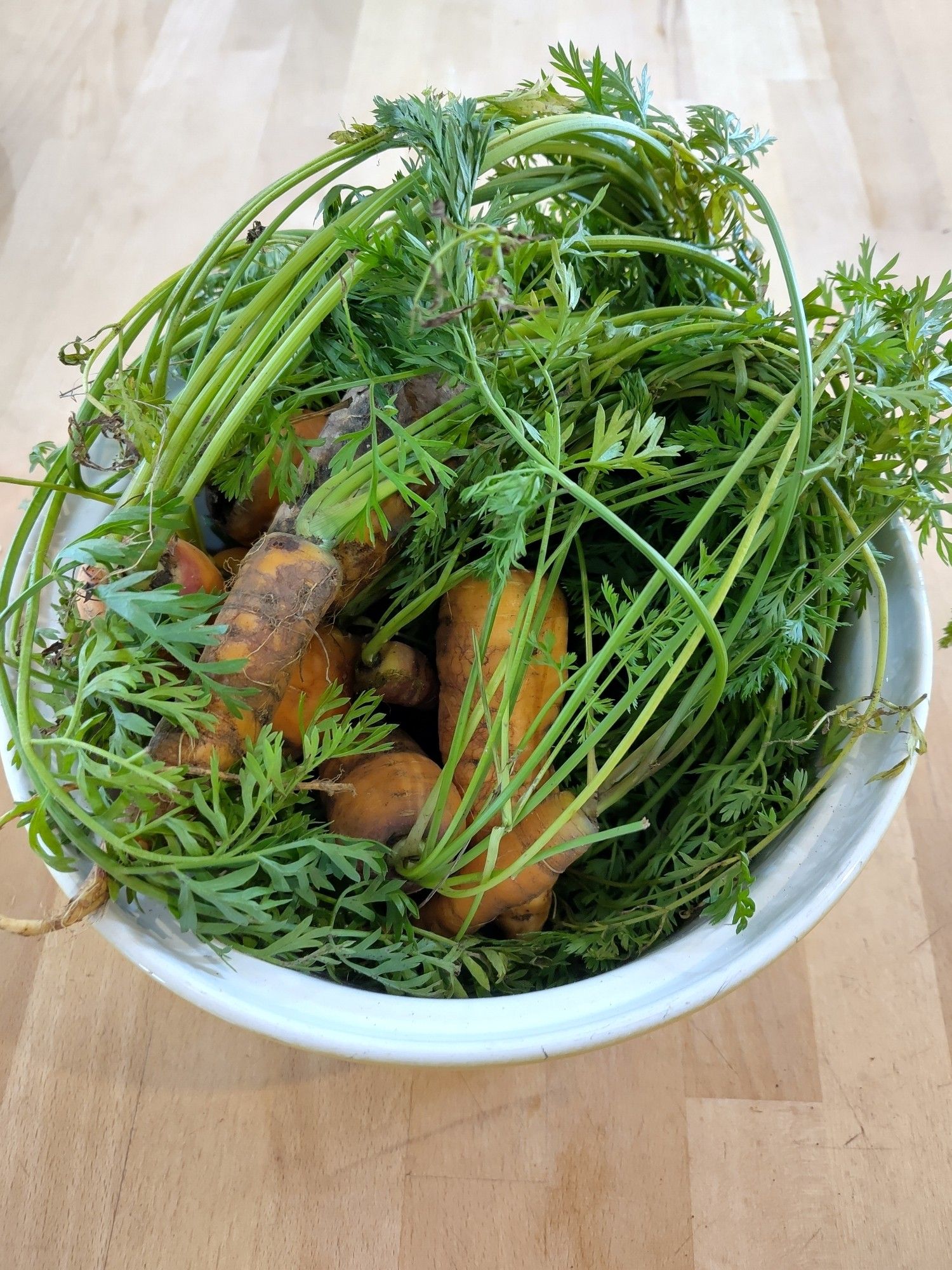 Allotment harvested carrots with their green stalks in a white earthenware bowl.