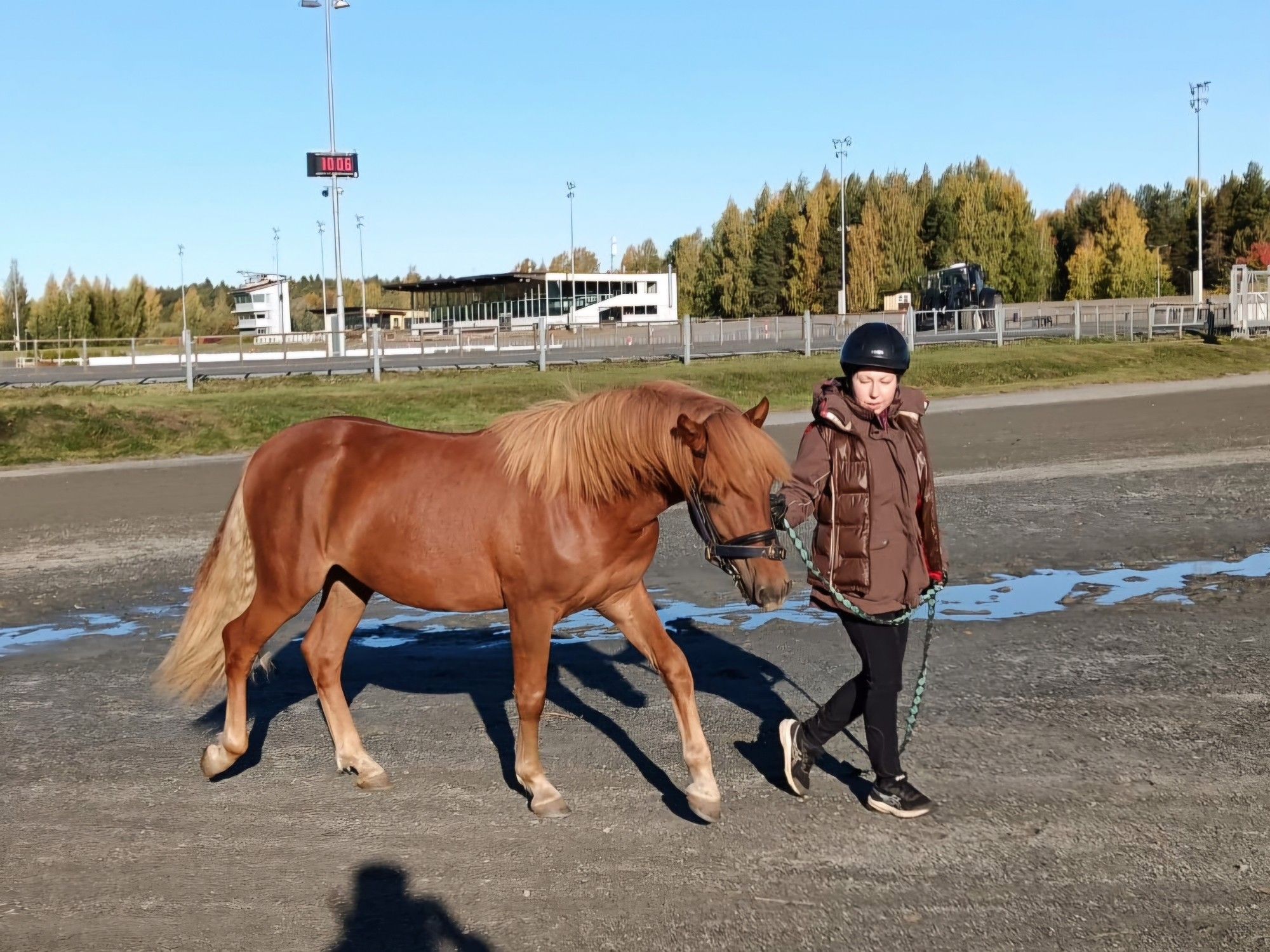 Hevonen ja taluttaja kävelemässä