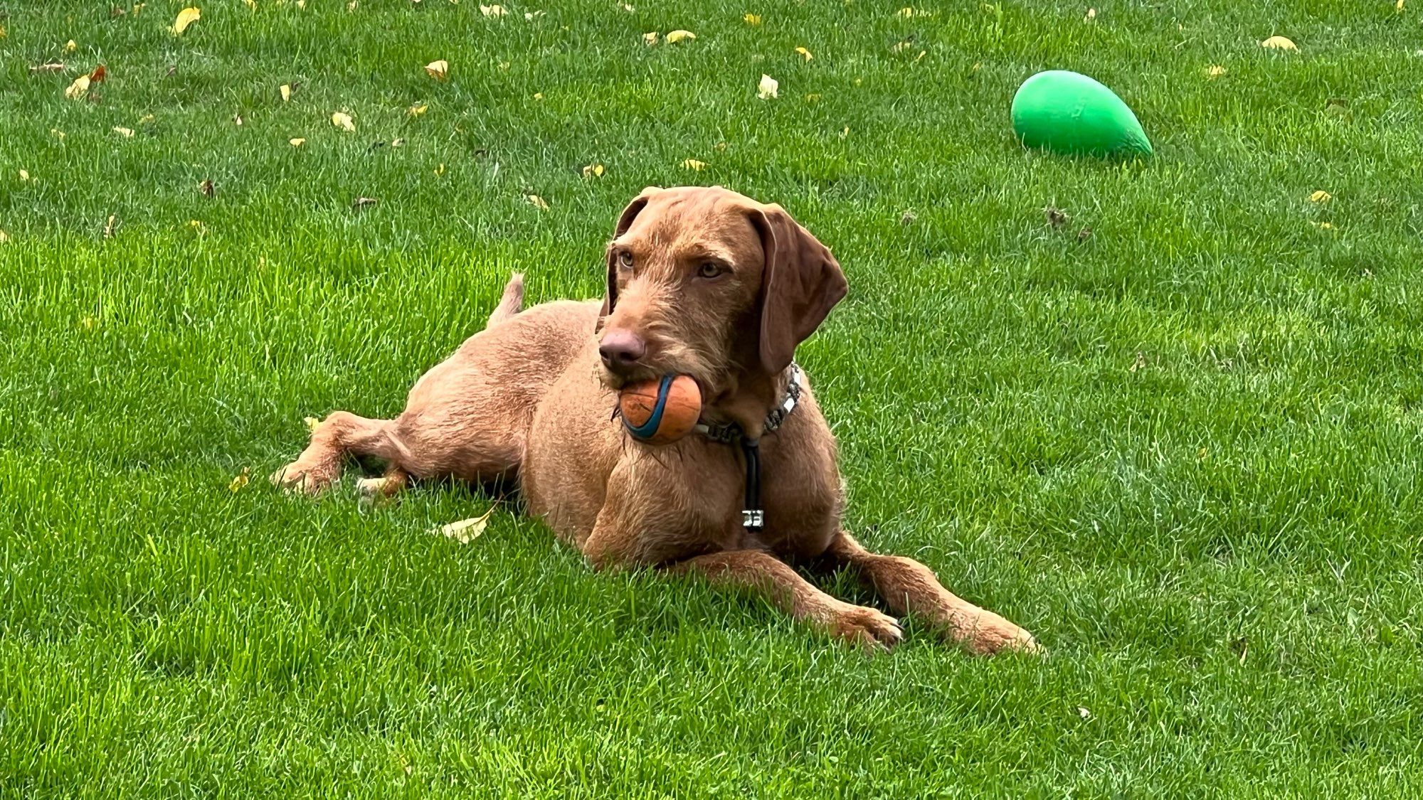 Kootje ligt op het gras met zijn favoriete oranje bal in zijn bek