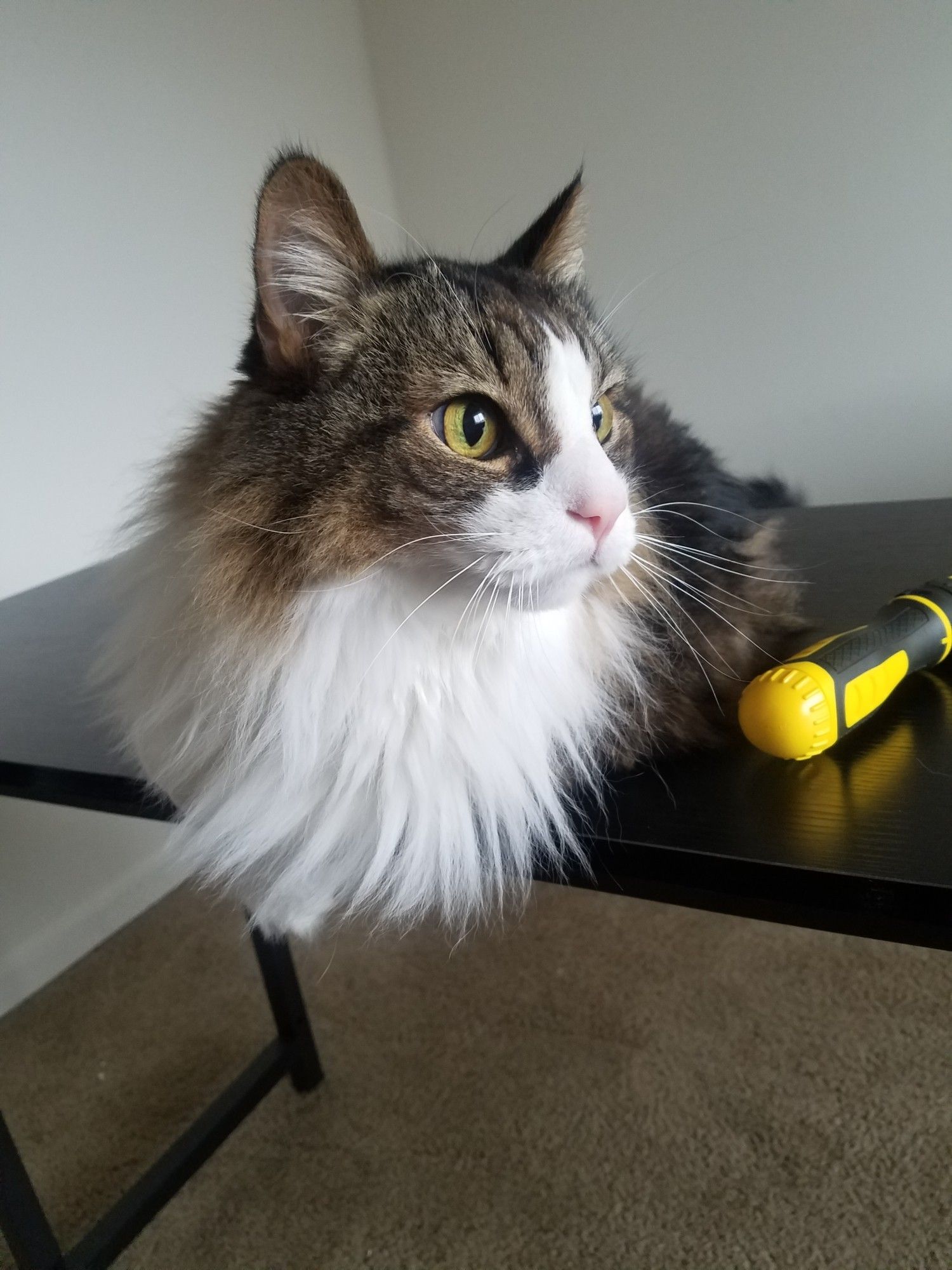 A photo of my cat Tank, a white, tan, and brown colored Maine Coon mix sitting on a freshly built desk. This photo was taken a few weeks before he passed.