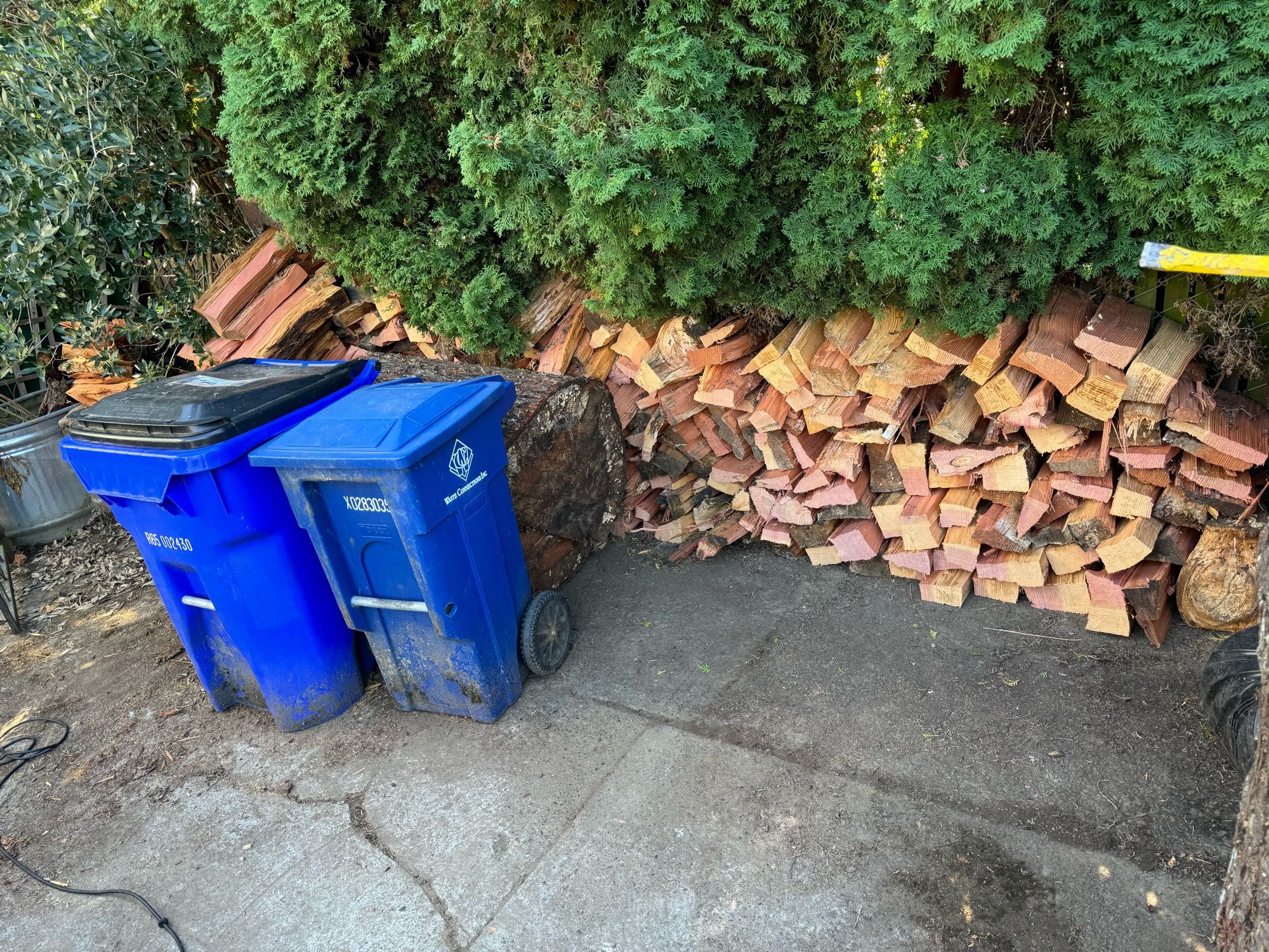 A 14 foot by 4 foot stack of firewood under some arborvitae bushes in a driveway. There is a giant log next to a blue trash can and a blue recycling bin