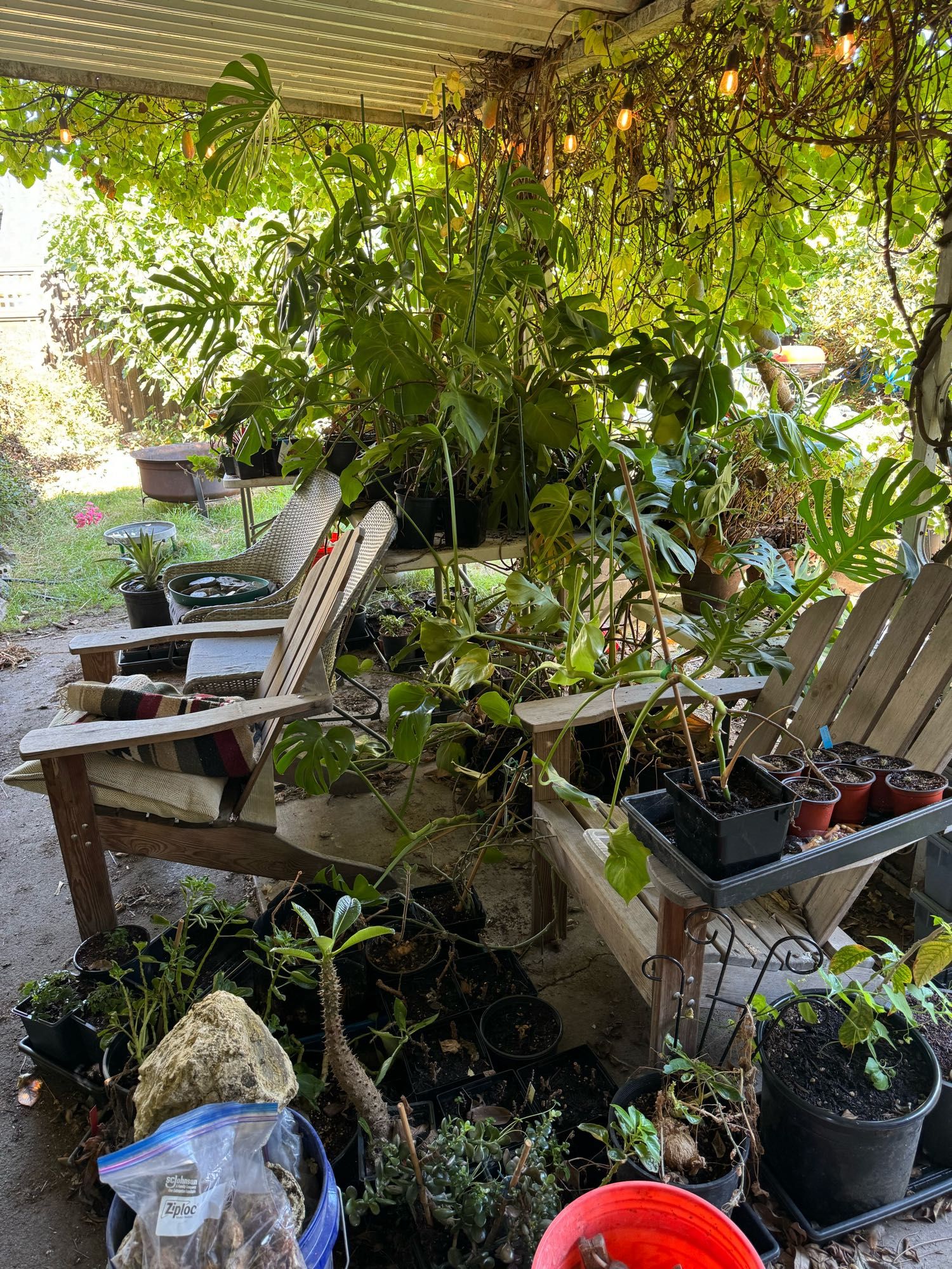 An absolute mess of plants under an awning outside