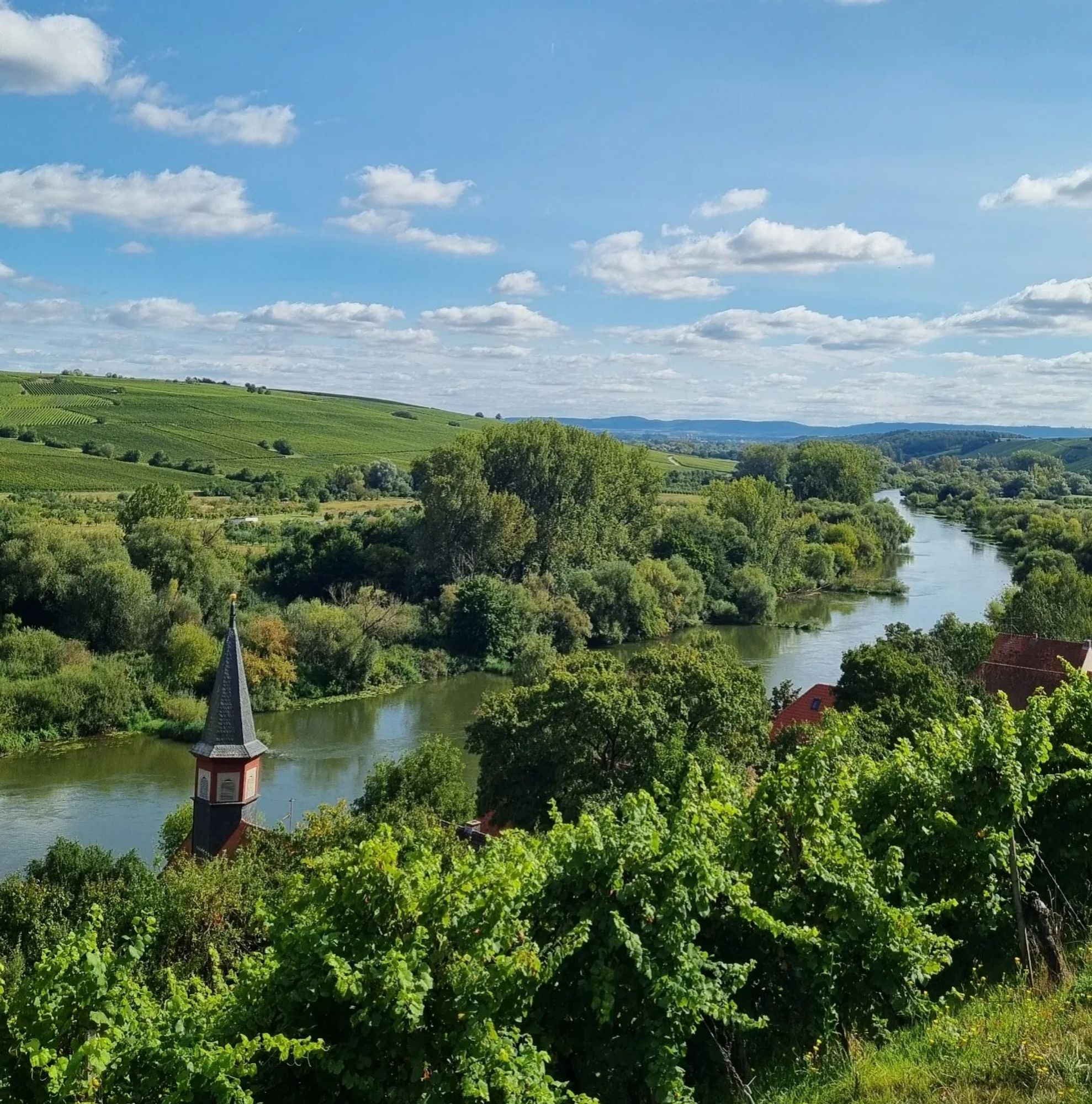 Blick vom Weinberg bei Escherndorf auf den Main.