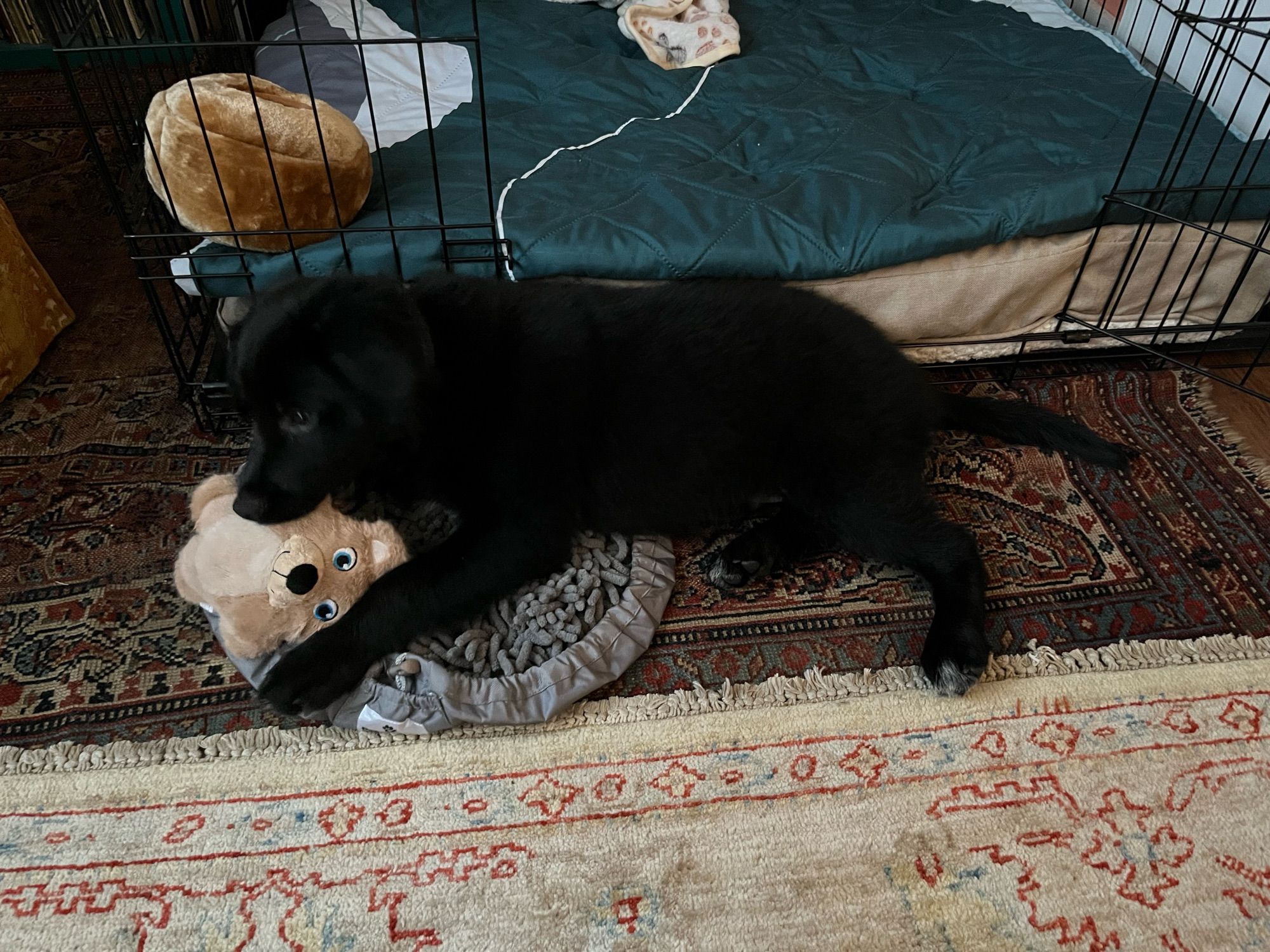 Our new puppy, Waylon (chewing on a puppy toy)