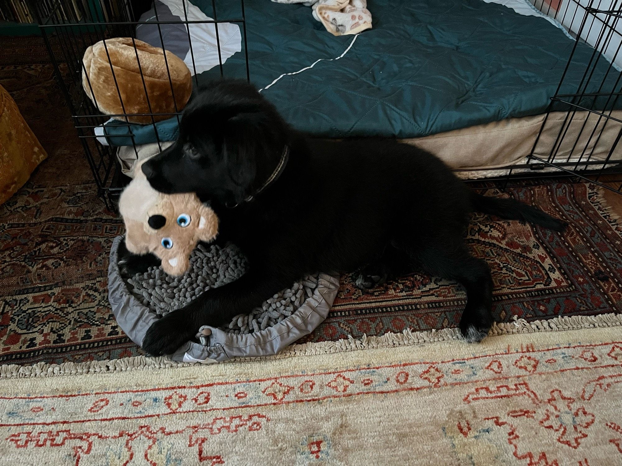 Our new puppy, Waylon (chewing on a puppy toy)