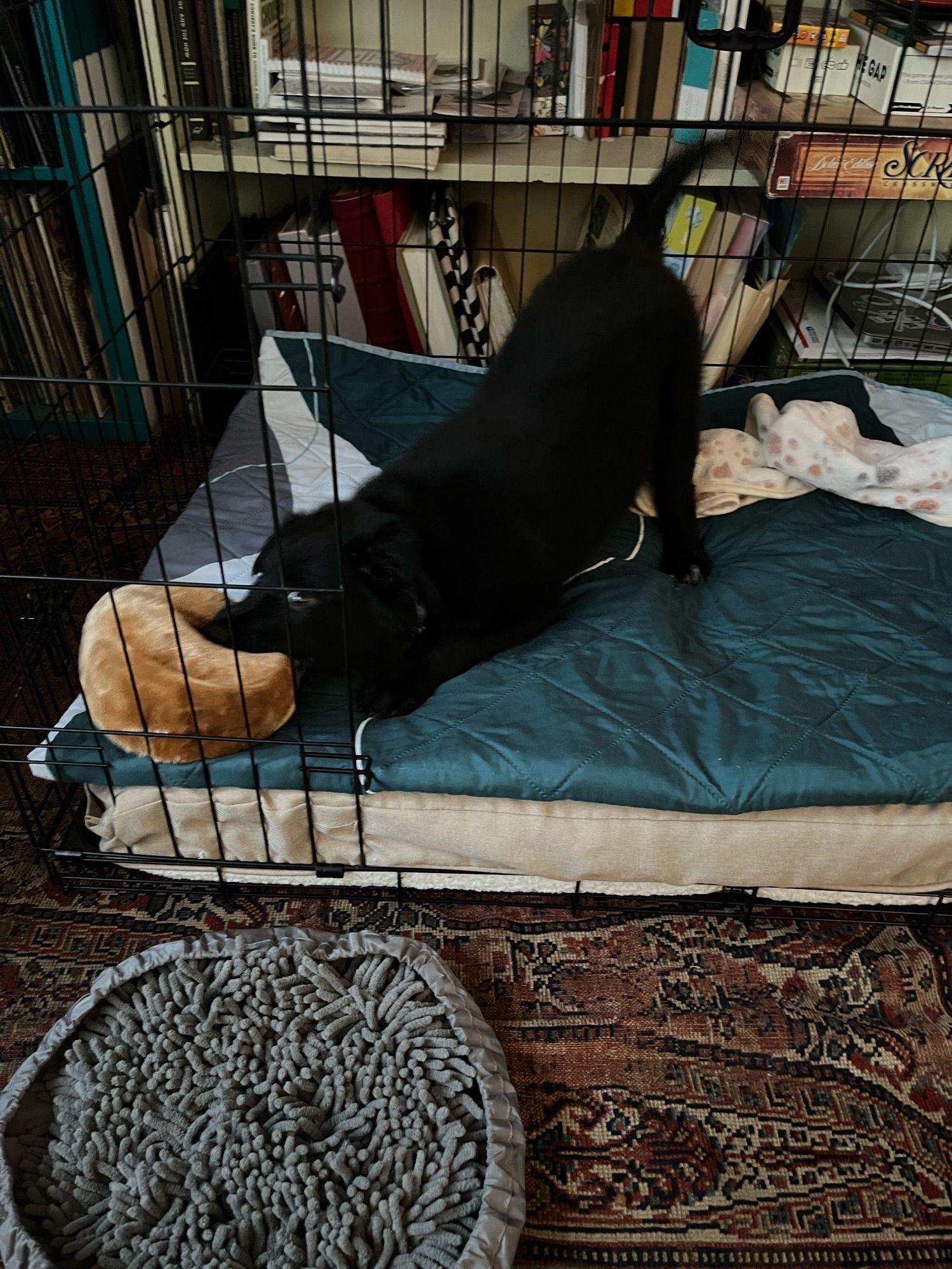 Our new puppy, Waylon (chewing on a puppy toy)