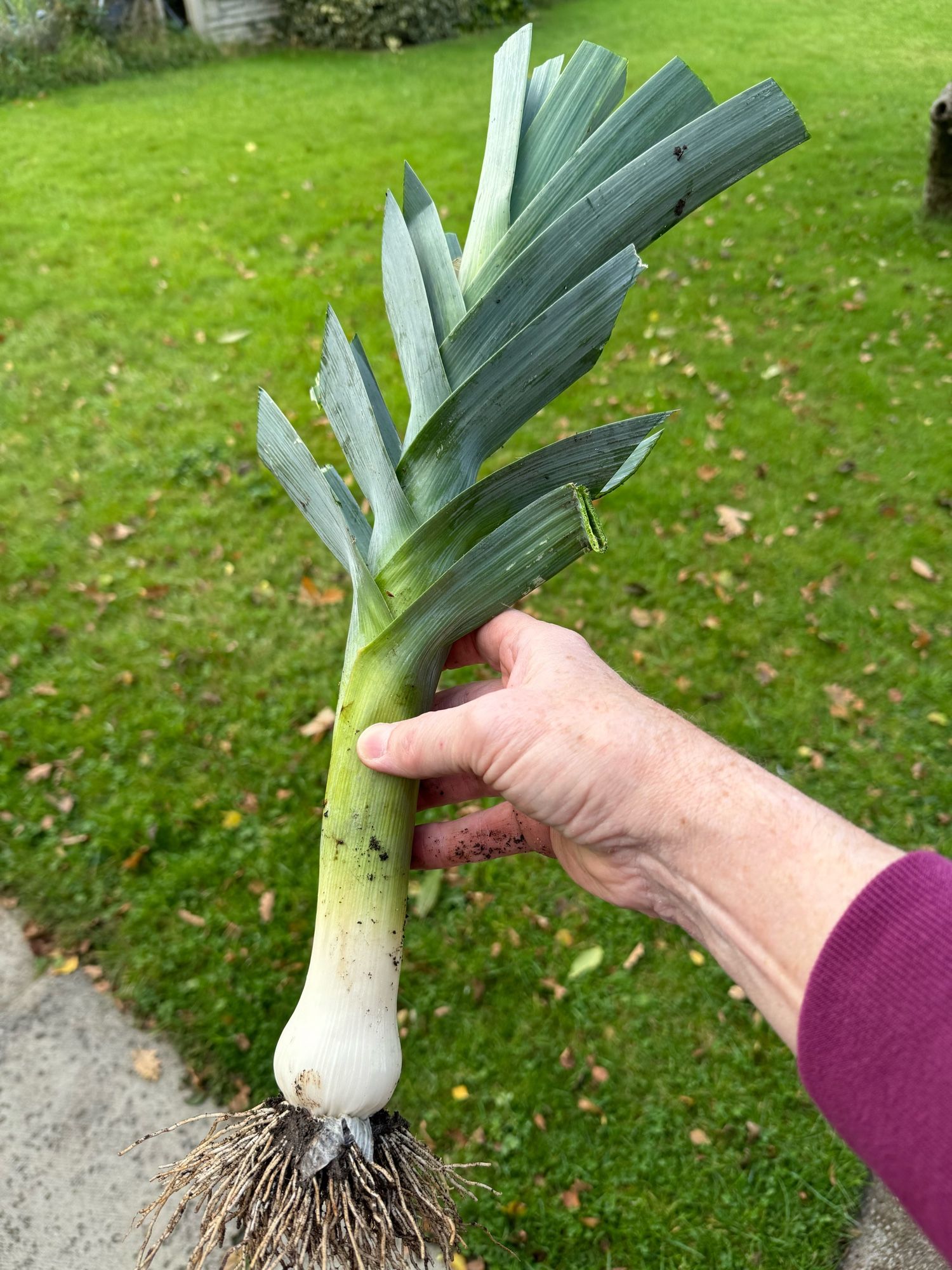 Newly pulled and trimmed leek from my garden