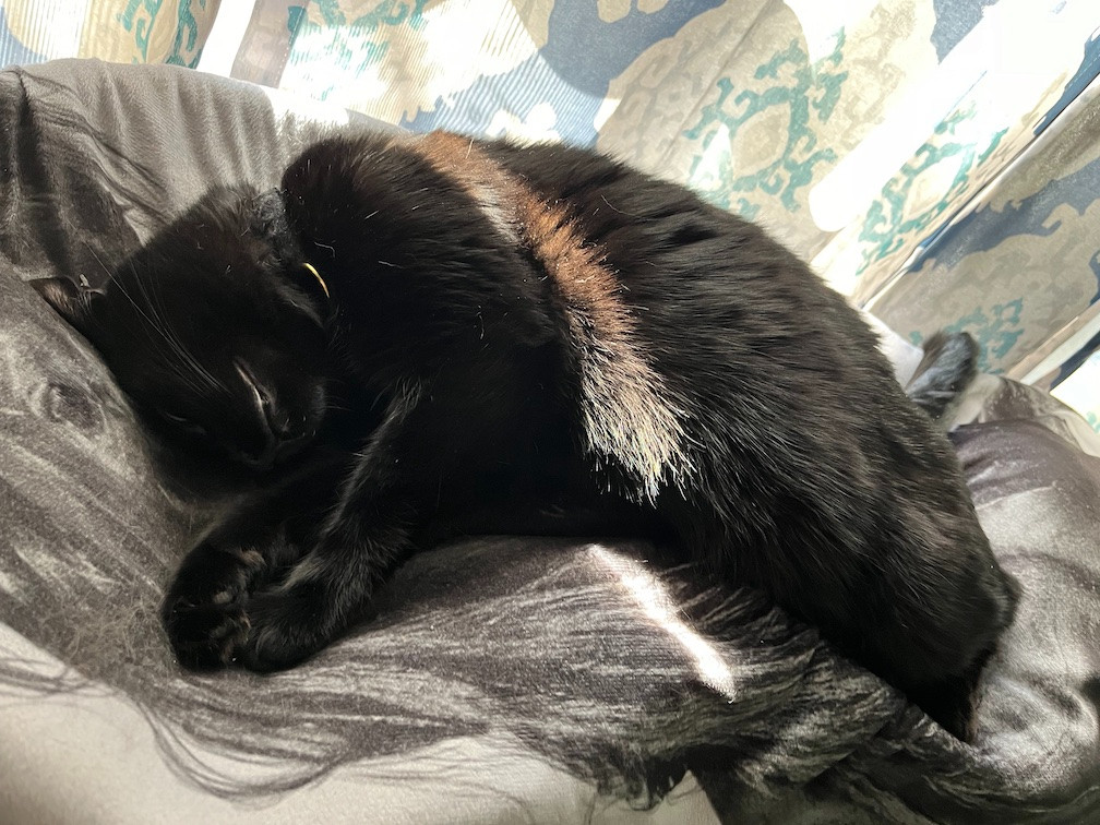 A black cat sleeping on a blanket, in a ray of sunshine.