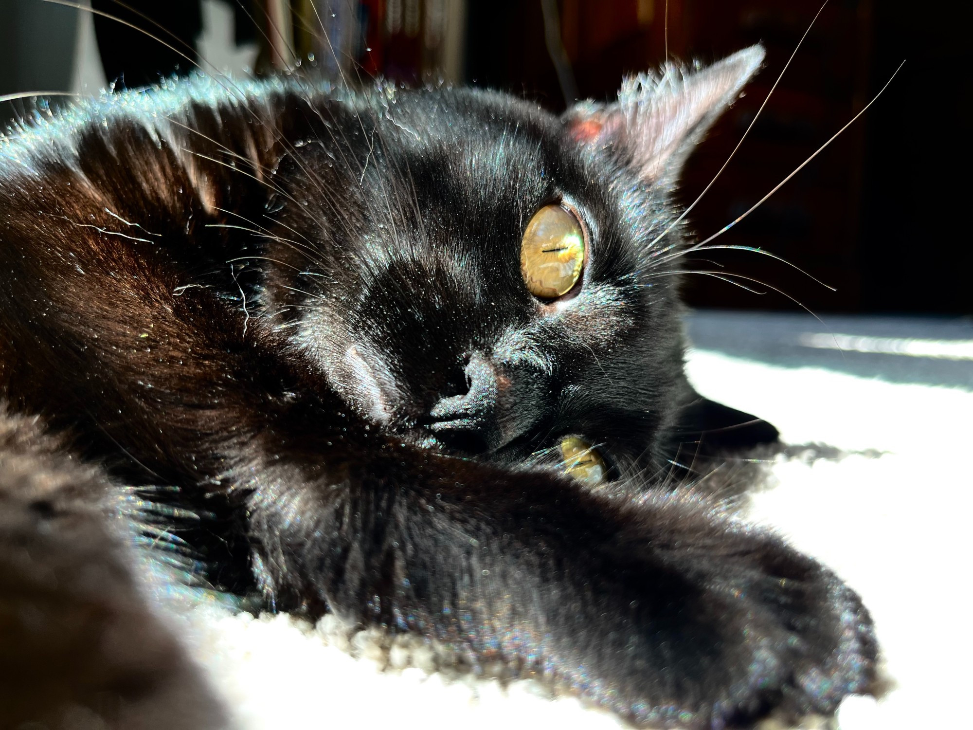 Close-up of Requiem, a black cat, lying on a grey pillow, with one paw extended toward the camera.