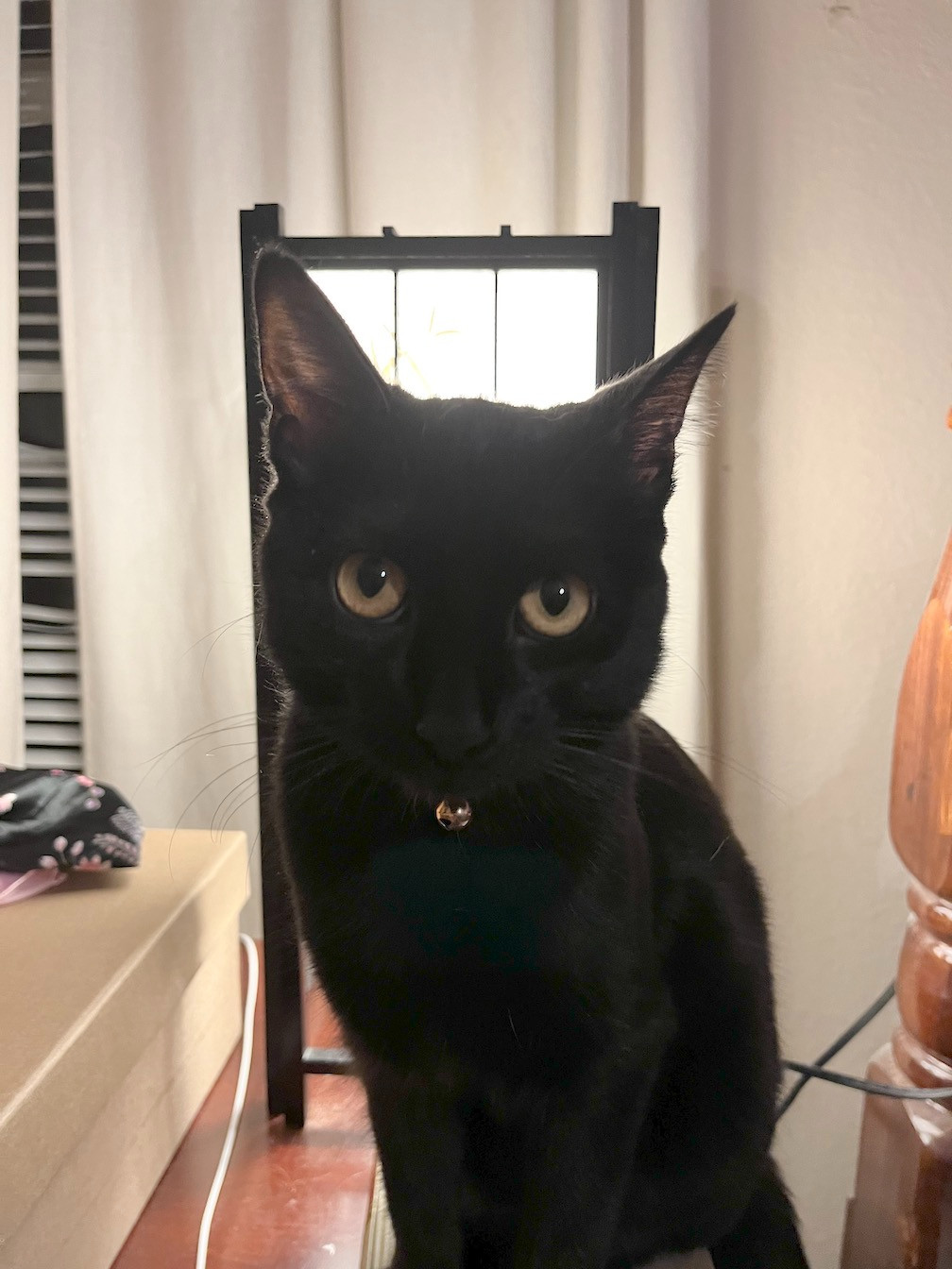 A black cat staring into the camera.