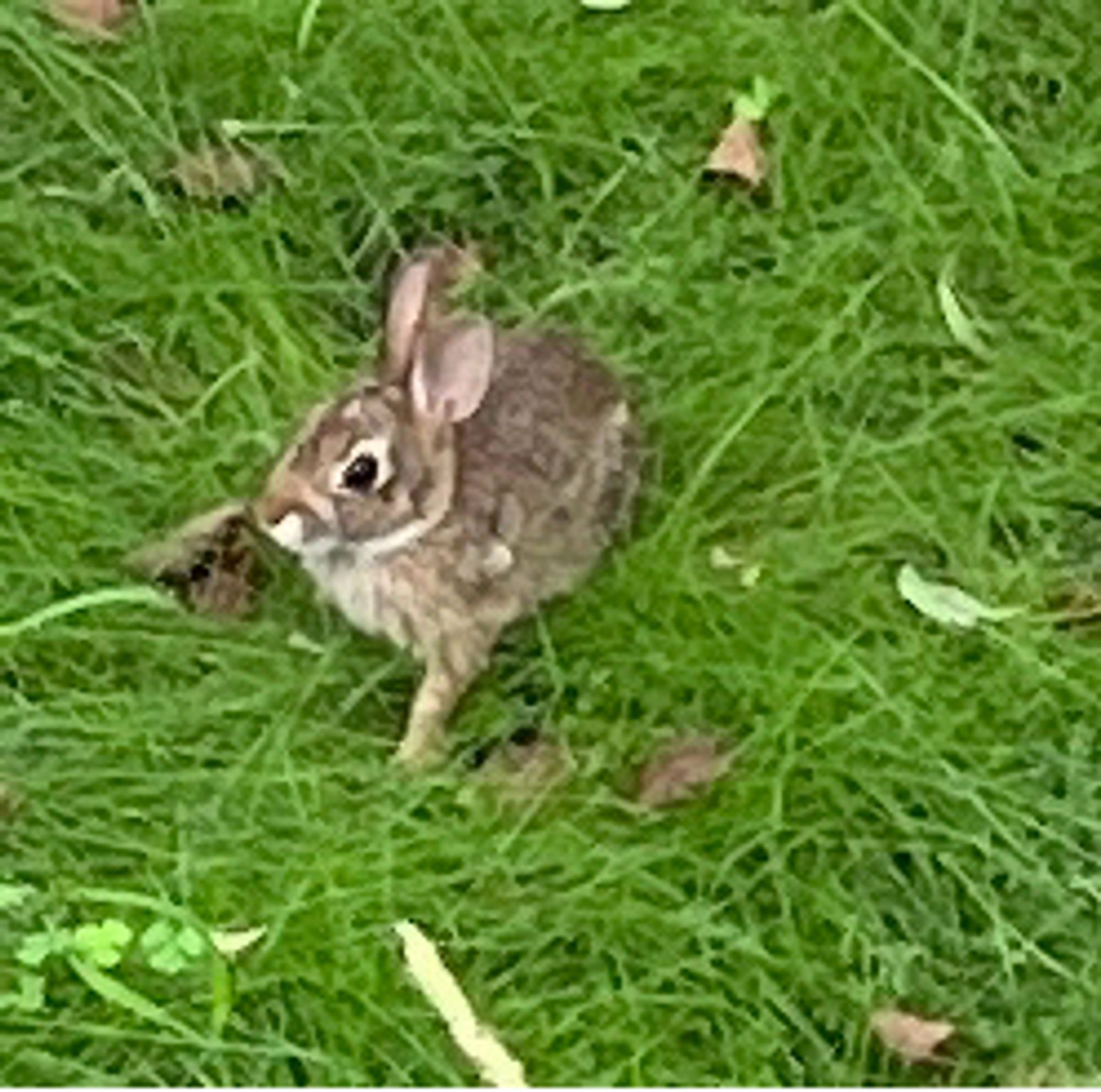 Grainy image of the same rabbit, who has been digging enormous holes in our new circle of grass