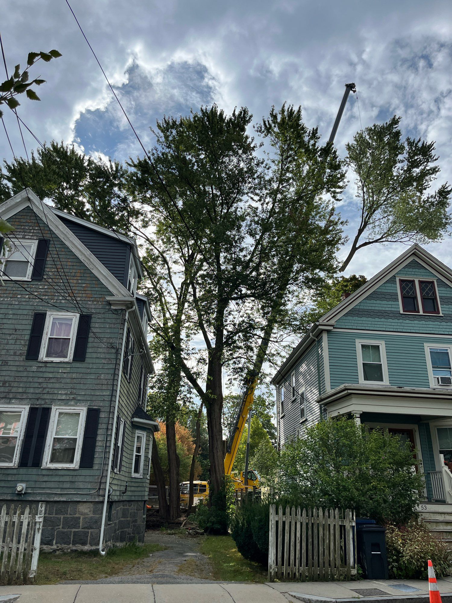 Large crane behind two houses beginning the removal of several very large trees