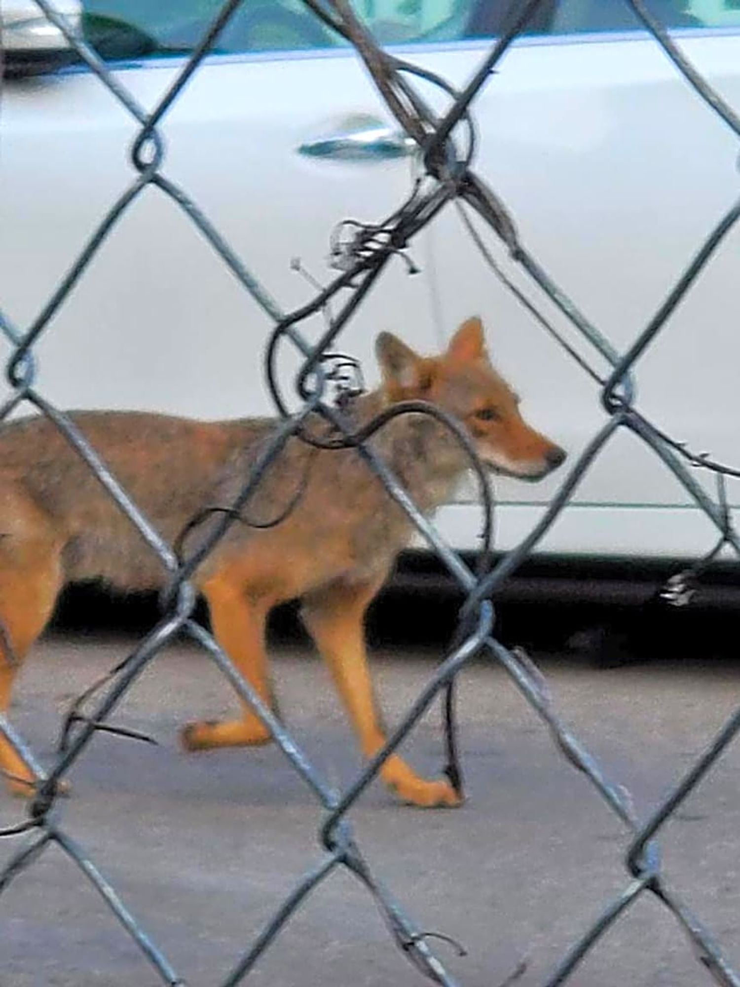 Red coyote walking behind a chainlink fence