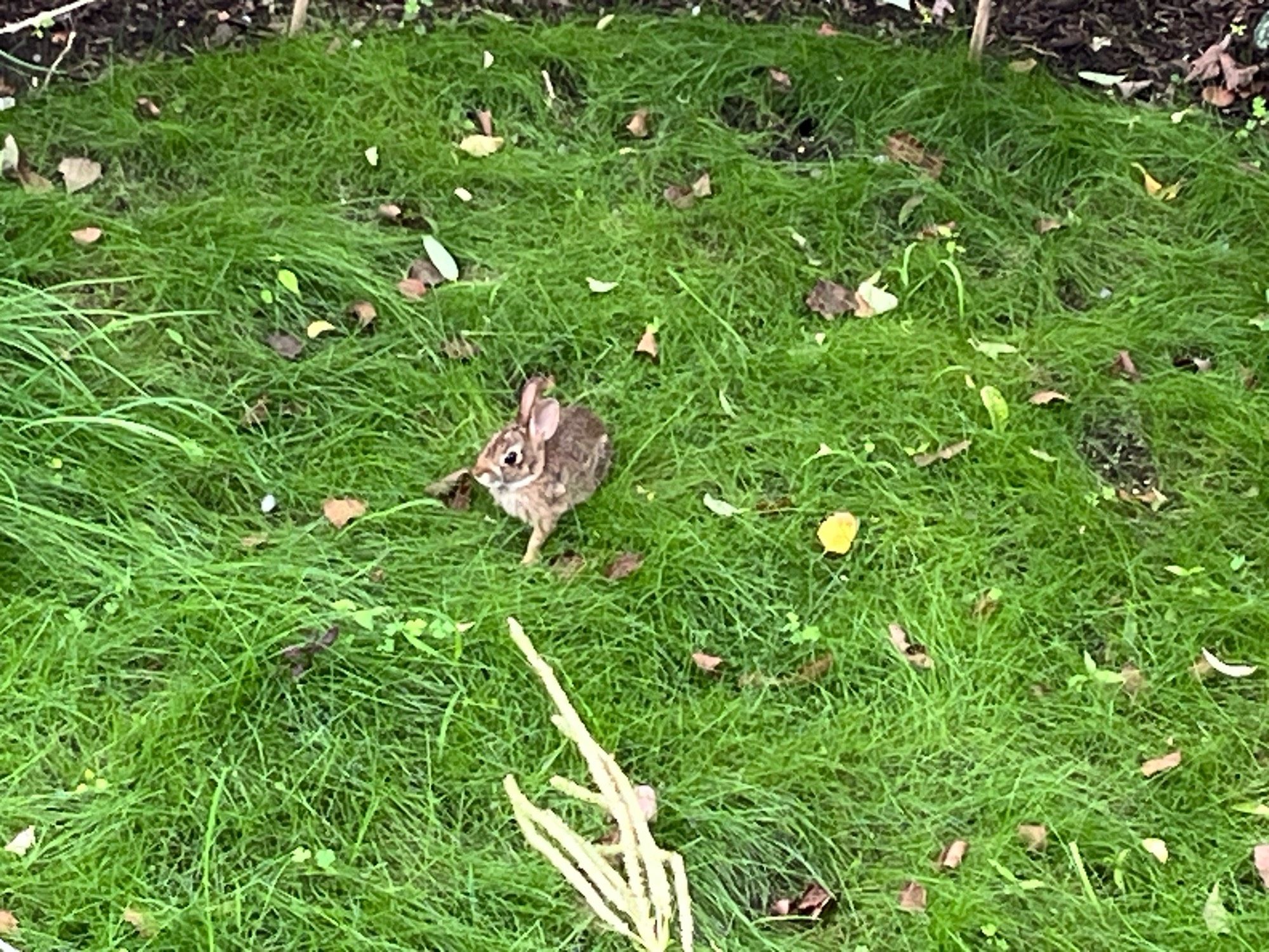 A small rabbit surrounded by grass