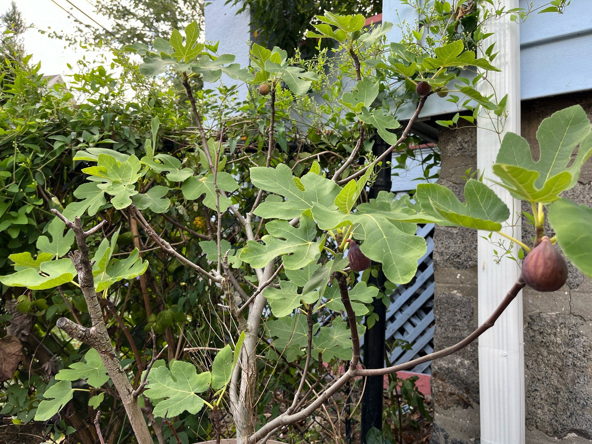 A fig tree with a large purple fig