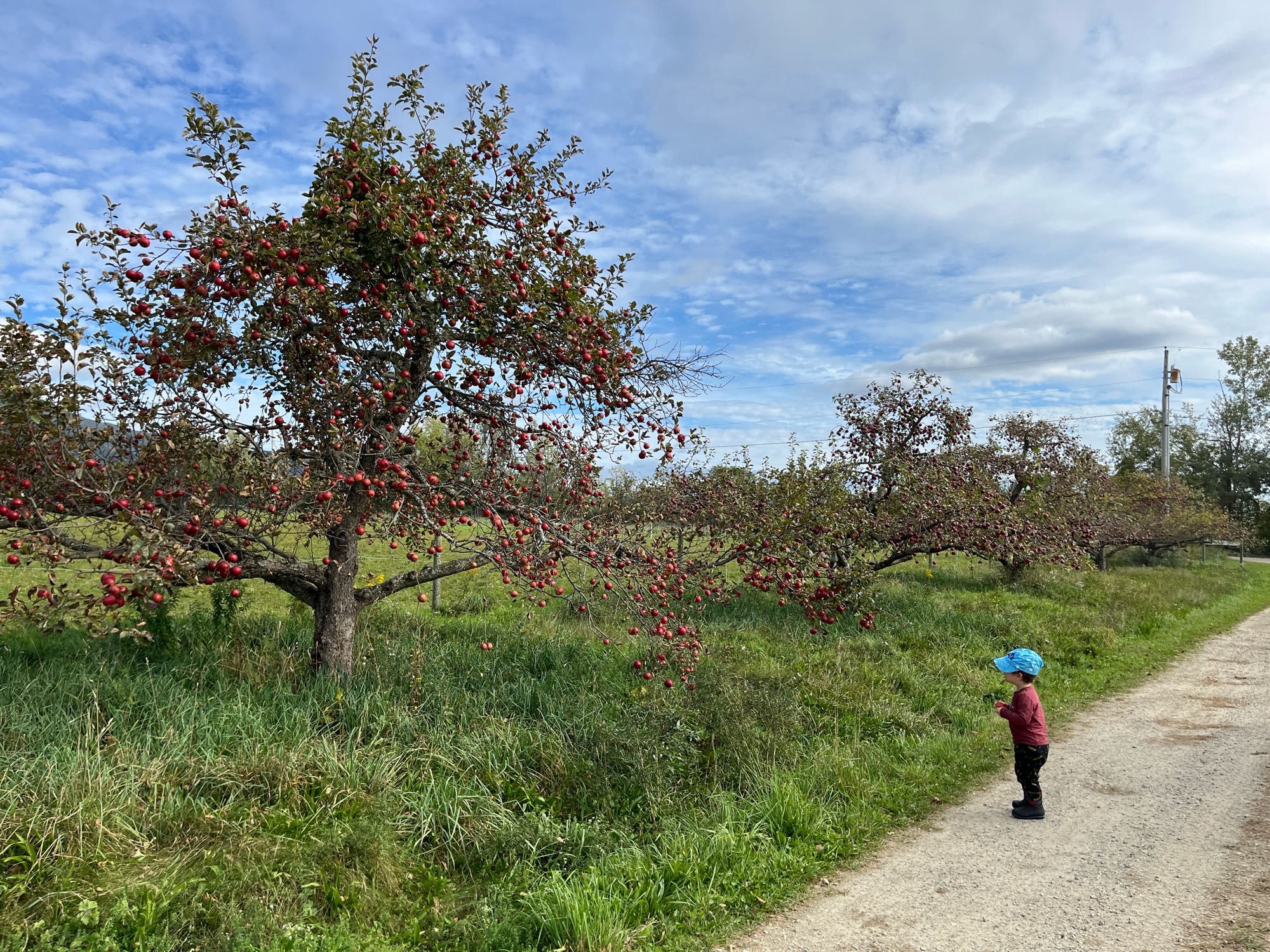 Toddler looking at an apple tree on a friend’s farm