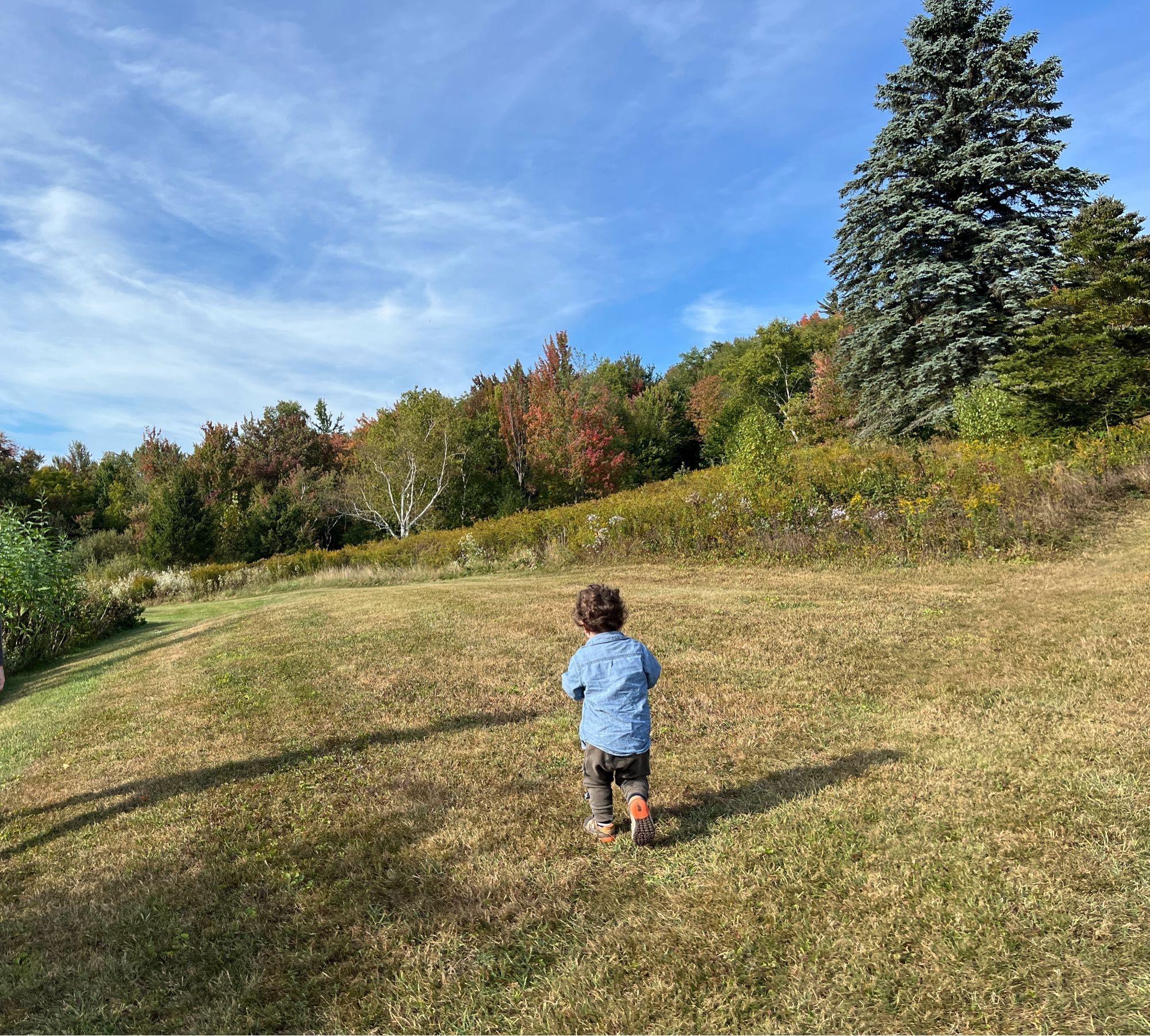 Toddler walking away from the camera in a sunny field surrounded by trees