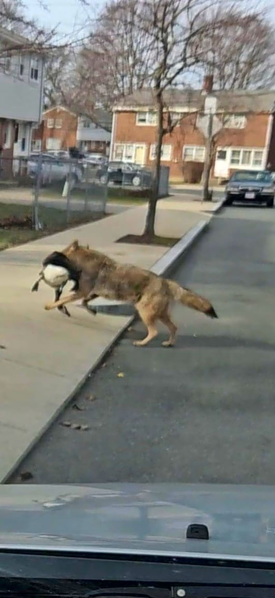 Very large coyote carrying a Canadian goose off of a busy street