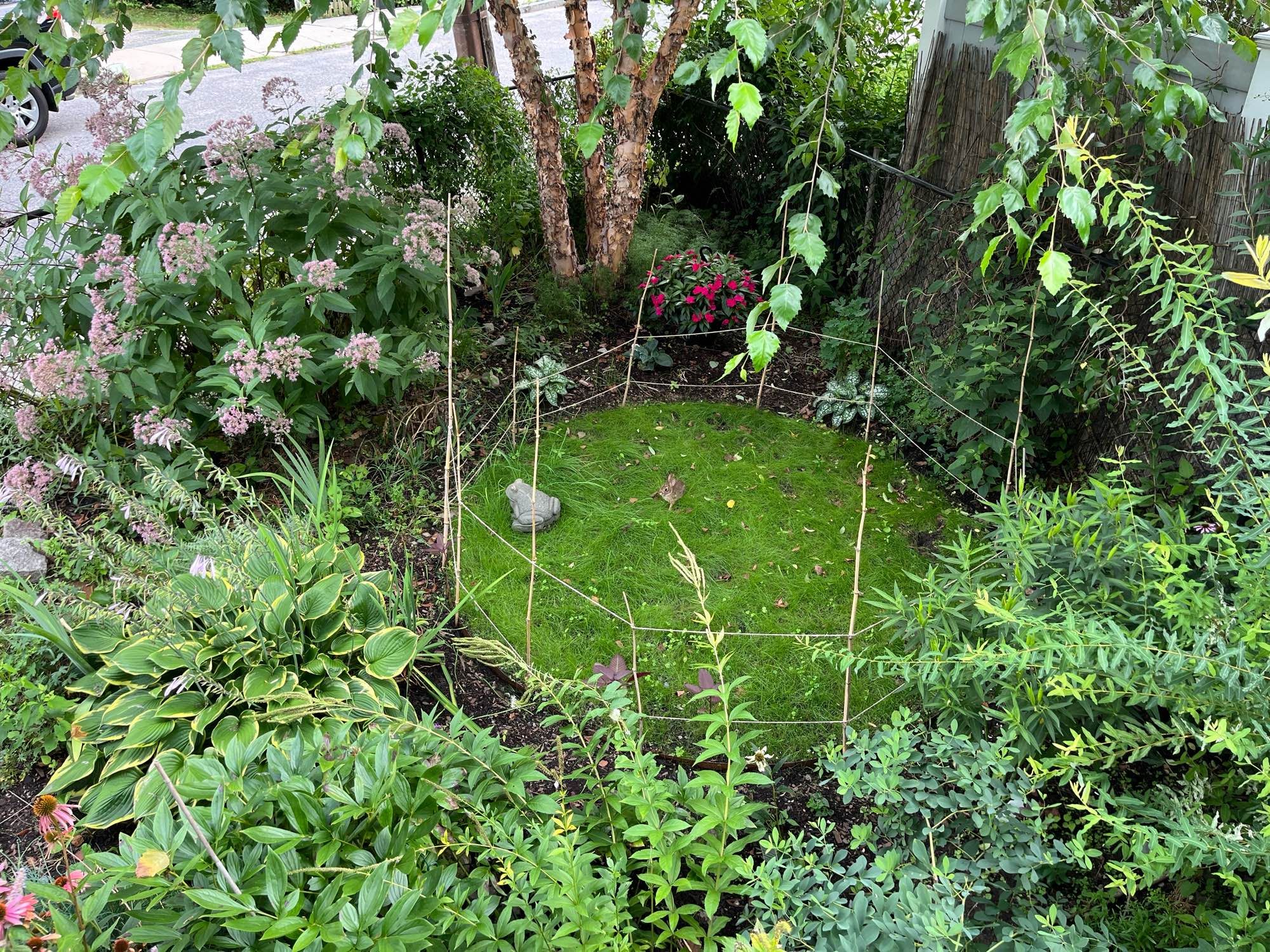 Circle of grass surrounded by shrubs, speck of fur in the middle