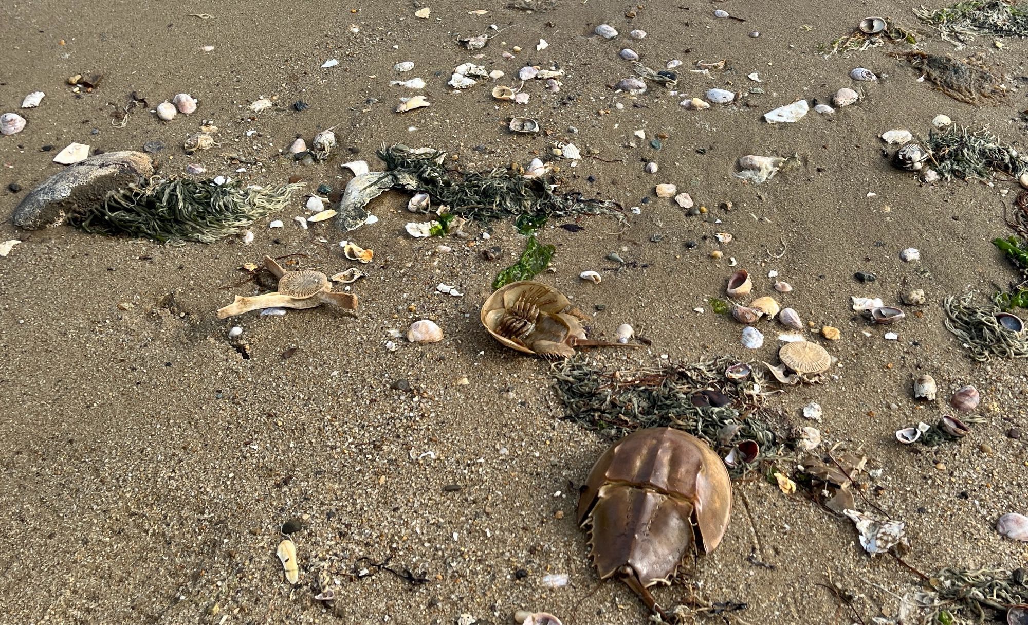 Wellfleet beach with horseshoe crab shells, clams, oysters, seaweed, and a seal(?) vertebra