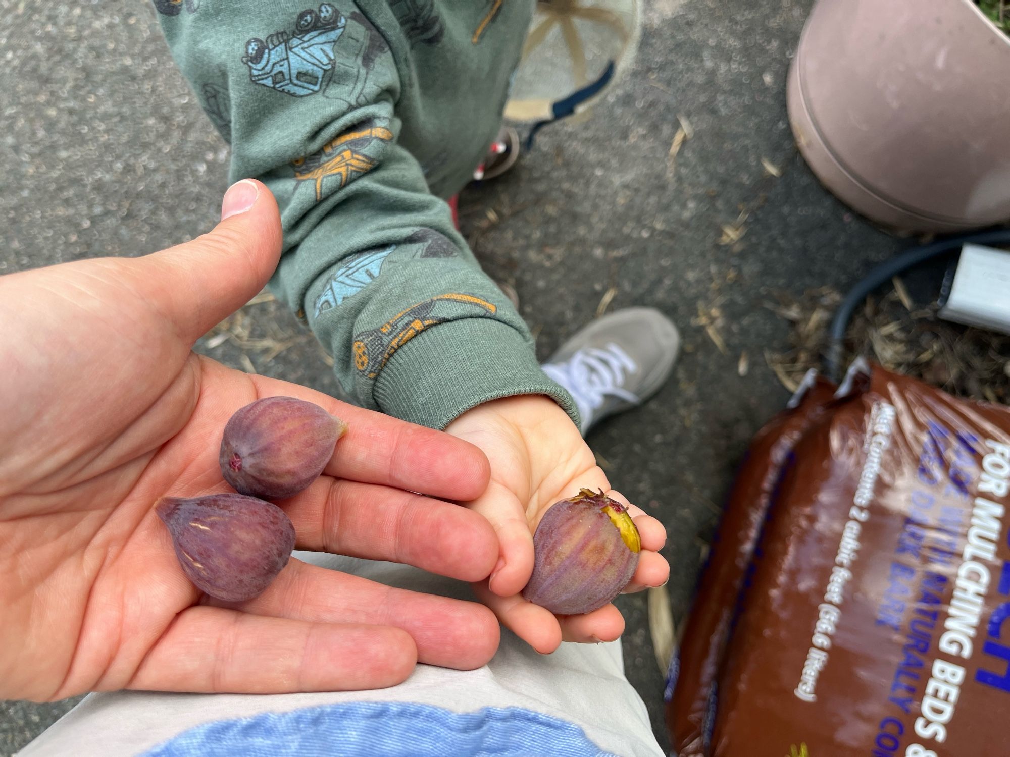 Two hands holding three figs