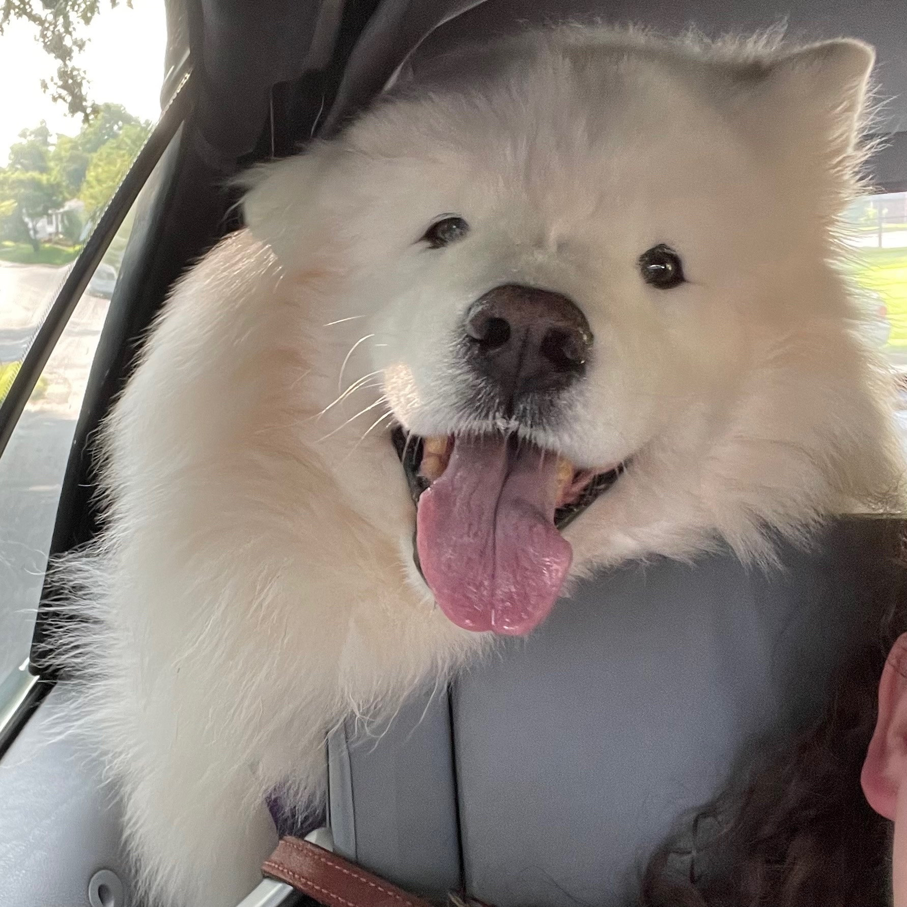 Tyberius is a big huge fluffy white samoyed, smiling widely at you from the backseat of a small car, his floof squished up against the window, his face peering over top of the front seat. 