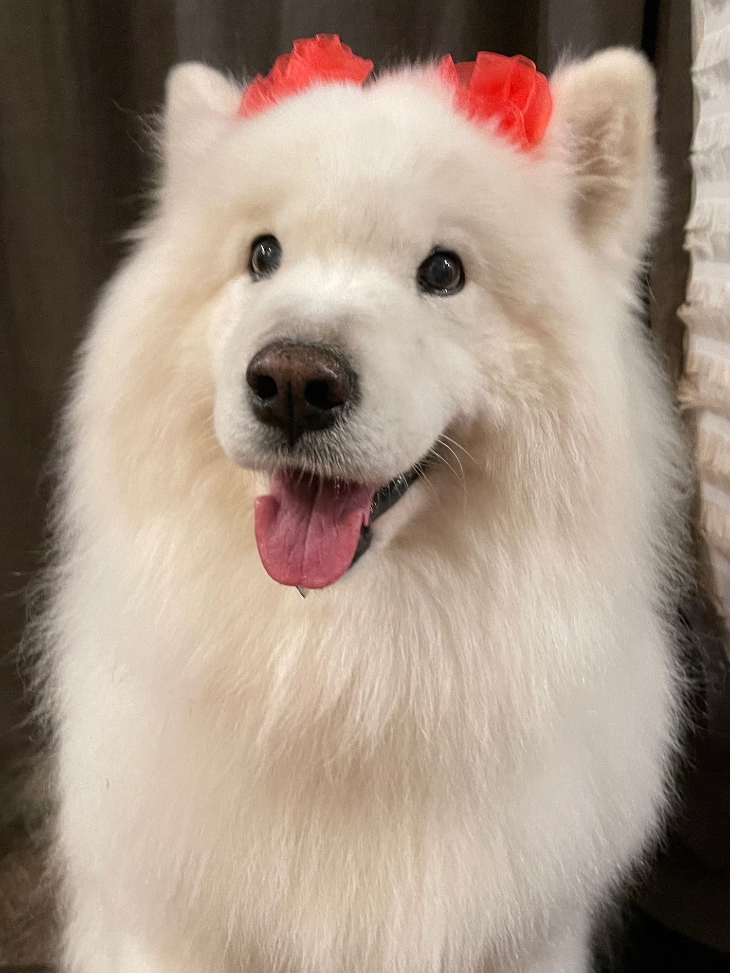 Tyberius, the large white fluffy samoyed dog, is posing elegantly, looking just off-camera as if he’s having his author’s portrait taken for an upcoming best seller. If anything, I bet the book title is, “How to Win Frens & Influence Treat-Giving”. He’s smiling & wearing two ridiculously cute hair bows atop his very fluffy head. He is gorgeous & he knows it.