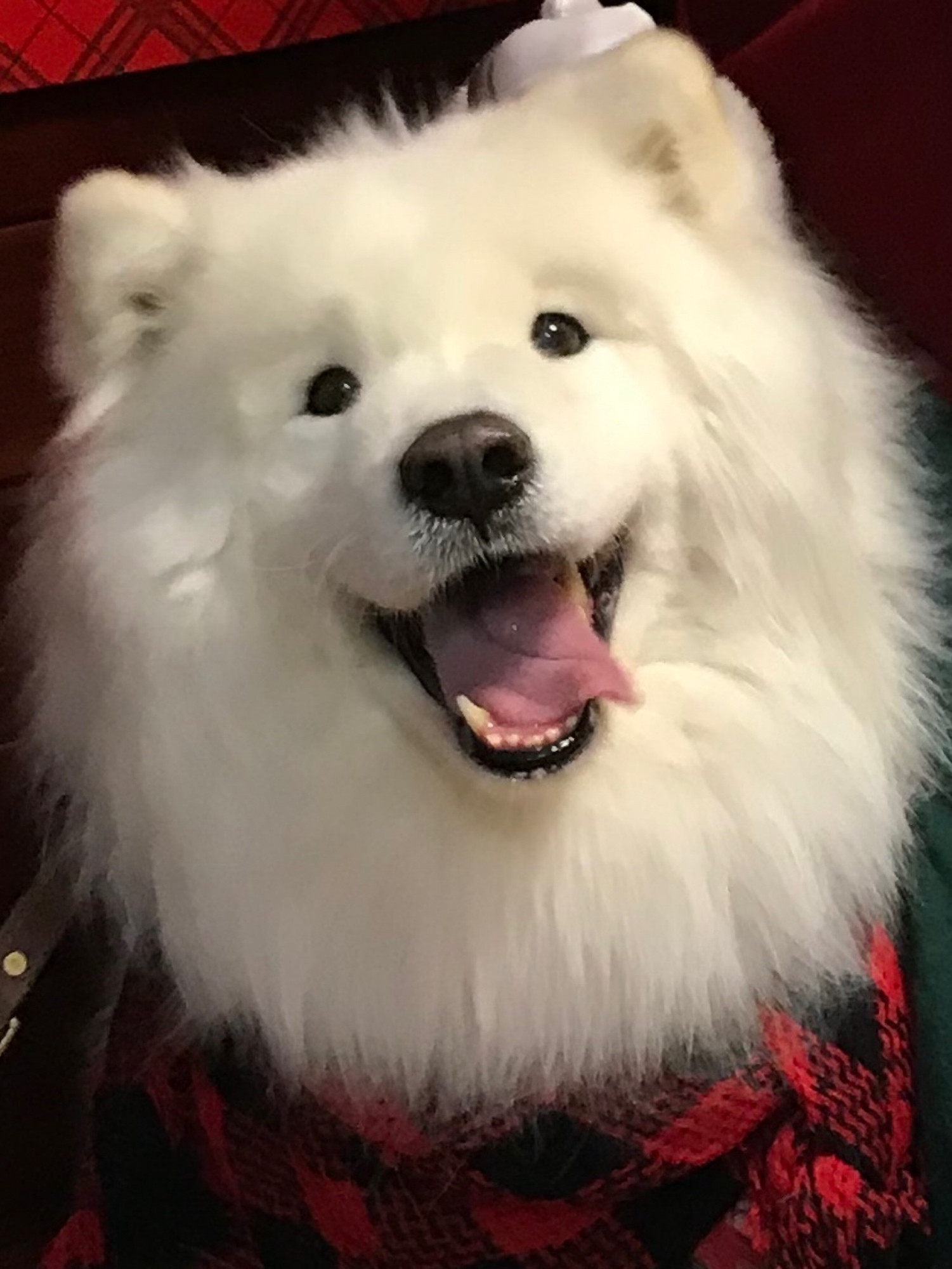 Tyberius, the very large white fluffy land cloud of a dog, is beaming with the biggest smile imaginable, complete with floppy sideways tongue. He’s looking fashionable, wearing a red & black plaid bandana. But honestly, he’s so cute & fluffy & so gosh darn happy, you probably wouldn’t even notice the fashionable accessories. And that’d be okay! 