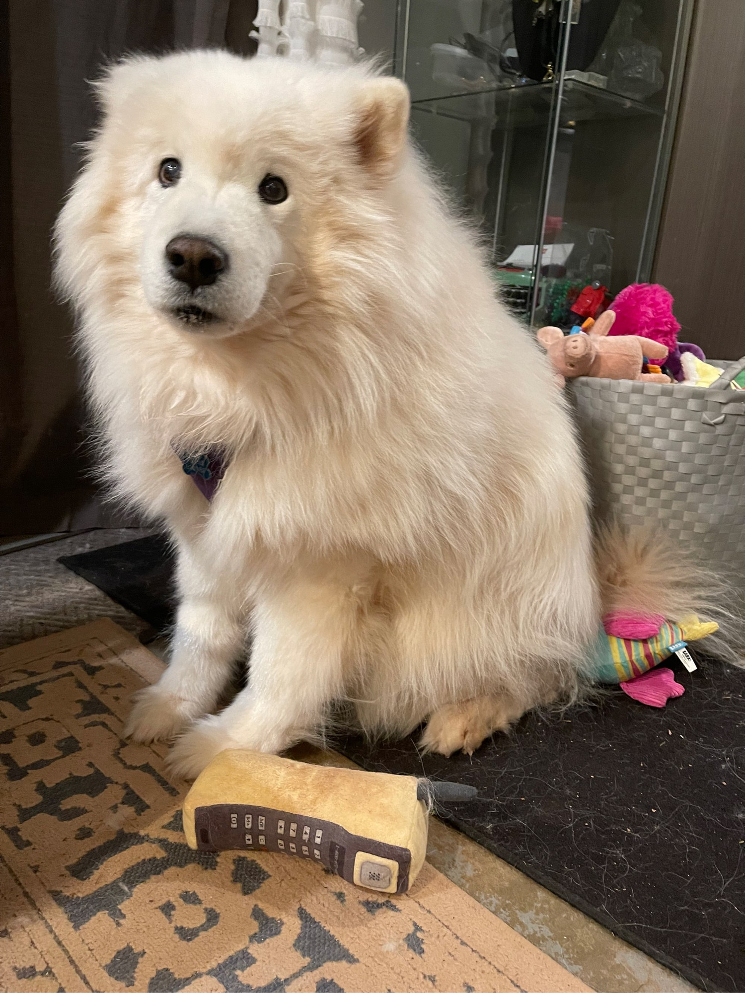 Tyberius, the large white fluffy land cloud of a dog, poses solemnly by his toy bin, with his plushie cell phone laid on the floor by his feet. He stares at the viewer with a deep ennui of longing in his eyes. Maybe, just maybe, Ms Chase Customer Service will call him again, so at long last he can continue his all important rao-rao monologue… *sigh*