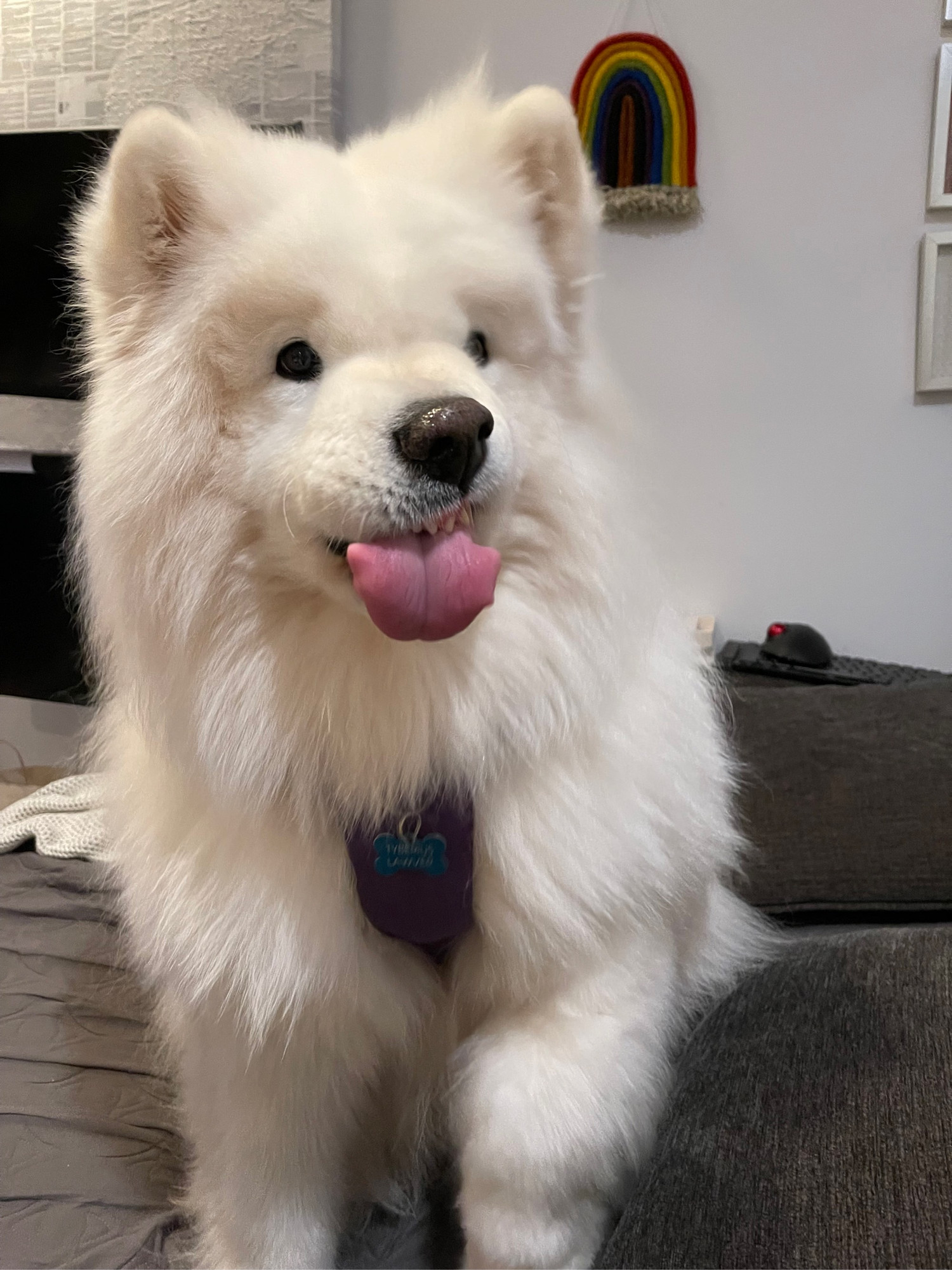 Tyberius, the large white fluffy land cloud of a dog, demonstrates that he is quite capable of biting his tongue when he wants to. But in this instance, he categorically refused. Here he is, seated on the couch, making one helluva squished up face of disgust & annoyance, his tongue curled out the end of his closed mouth. He is not amused.