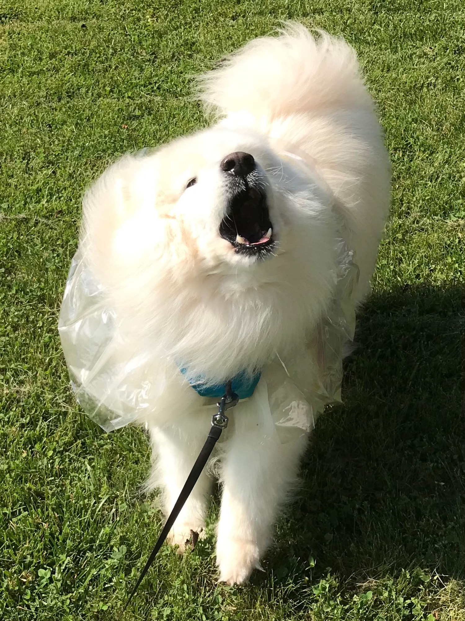 This is Tyberius. He has something to say. Something important. He is a very large white fluffy land cloud of a dog with a loud voice and a determined soul that refuses to be ignored! He will use every ounce of his cuteness to ensure he. is. HEARD! 