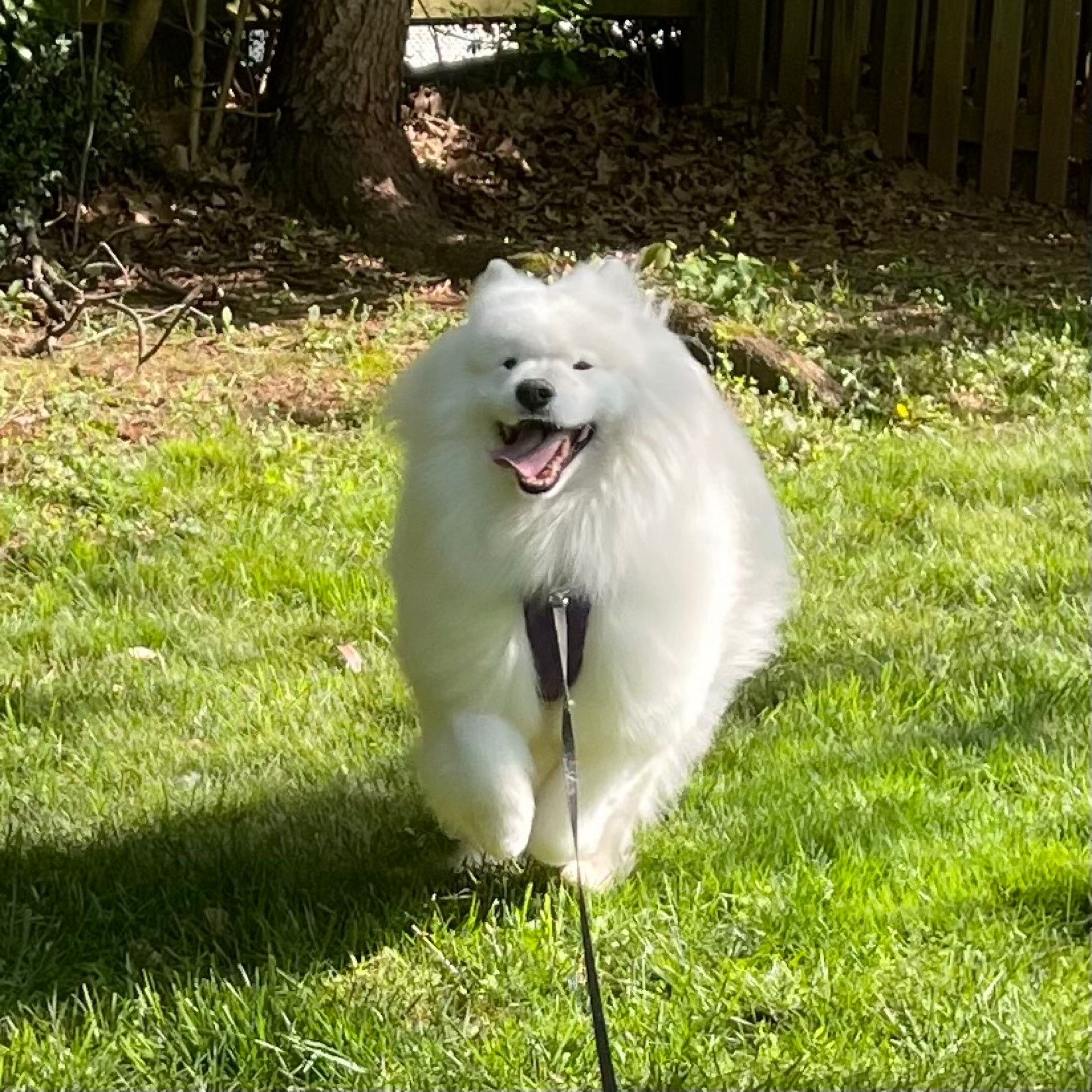 A dramatic recreation of Tyberius, a large white fluffy land cloud of a dog, running happily across the green grass lawn, a wide smile on his face, complete with floppy sideways ultra-happy tongue. 