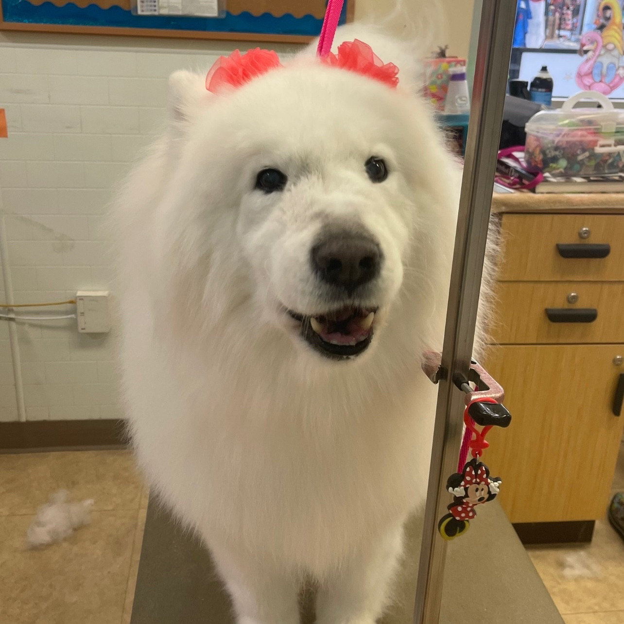 Tyberius the samoyed, a large white fluffy dog, perched on a groomer’s table, looking cute & freshly bathed, wearing two cute red rosette hair bows, one by each ear. 