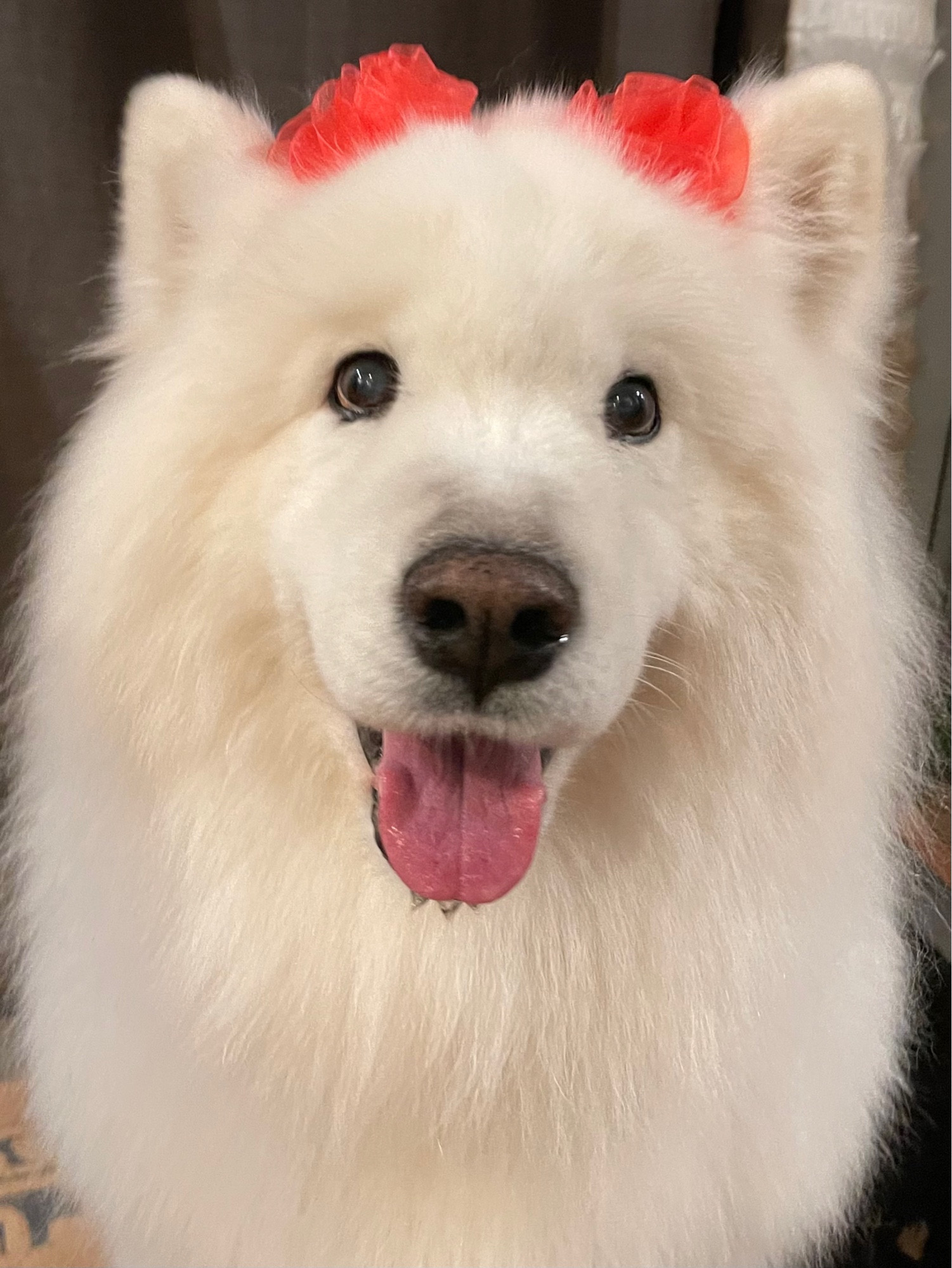 Now Tyberius, the great white floofy samoyed, is looking up at you lovingly, a wide smile on his precious face, and two red hair bows plopped on his very fluffy head. His pink tongue is sticking out, his very boopable nose is *right there*, and he’s acing the Puppy Dog Eyes assignment. 